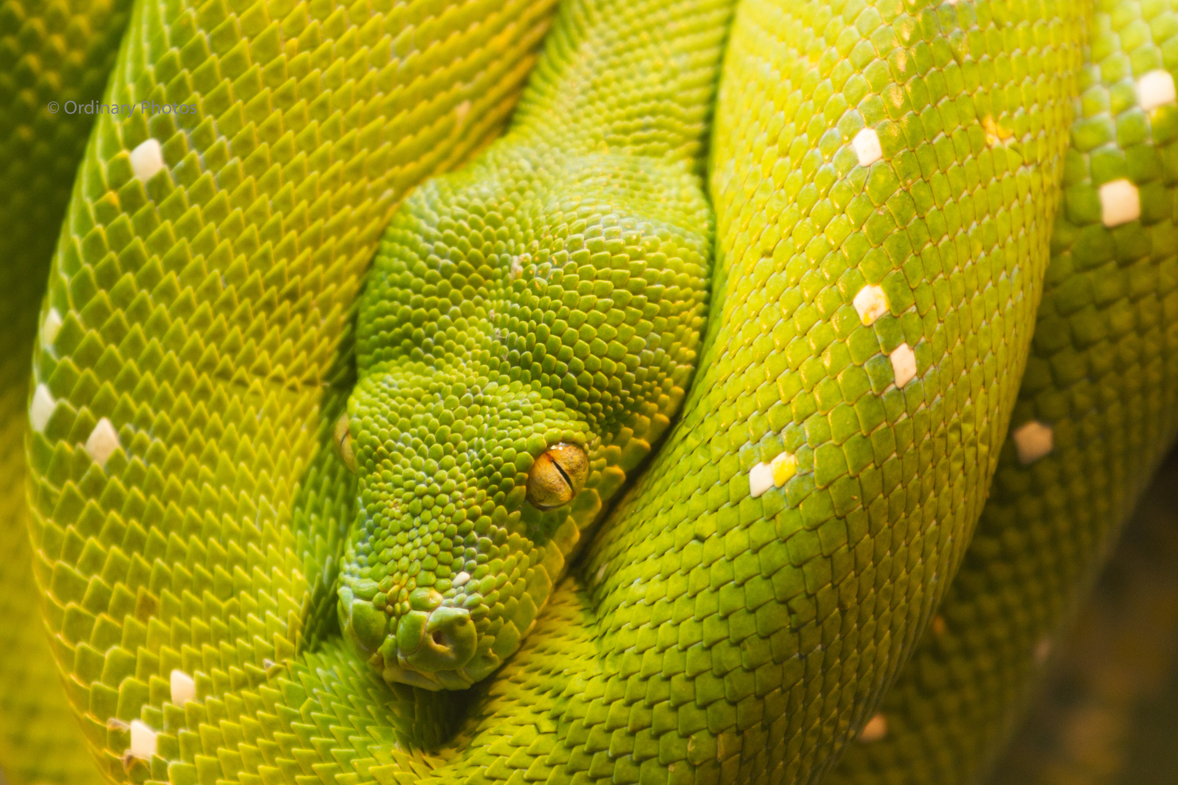 The green tree python in Burgers Zoo, Arnhem