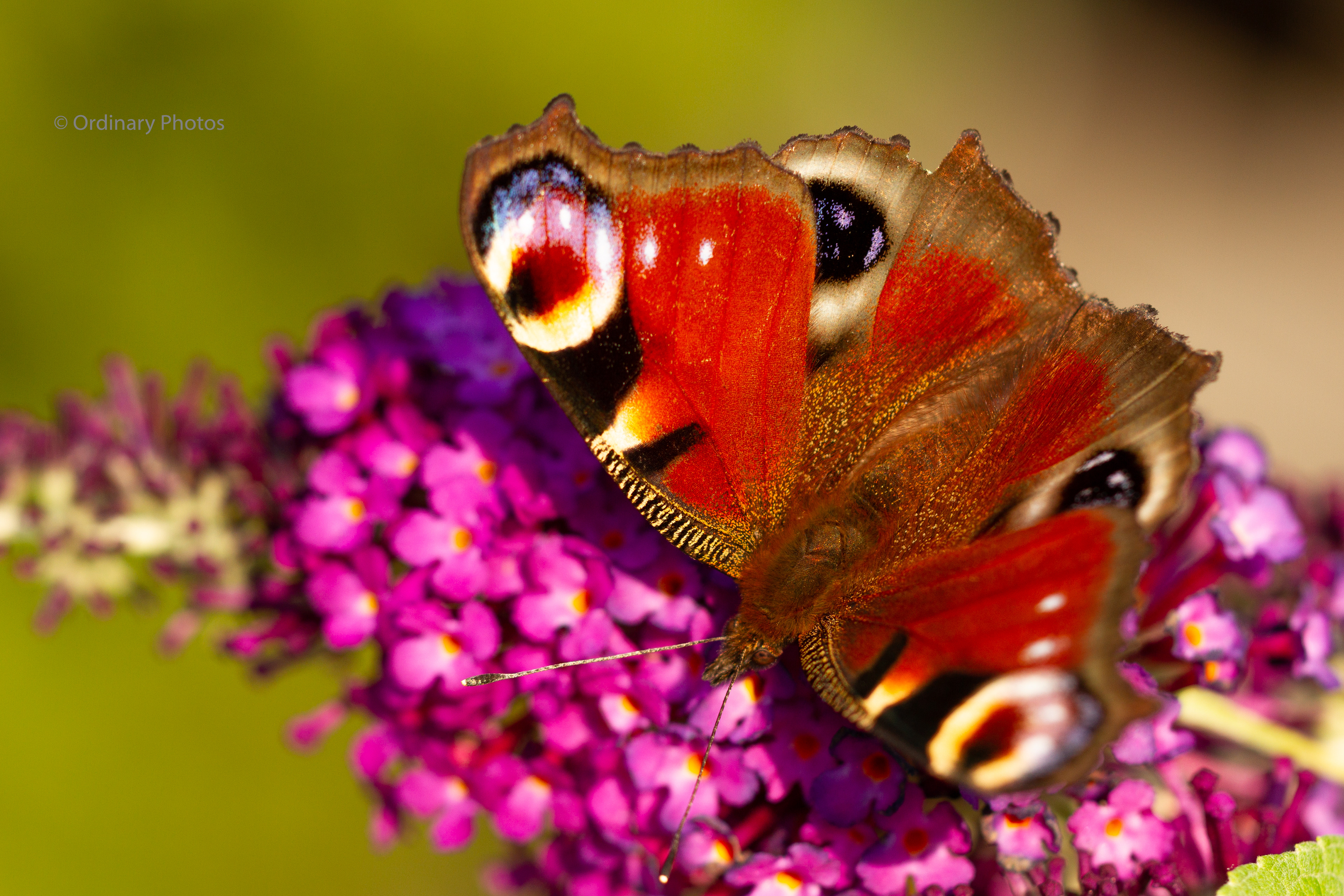 A peacock butterfly on purple butterfly bush flowers