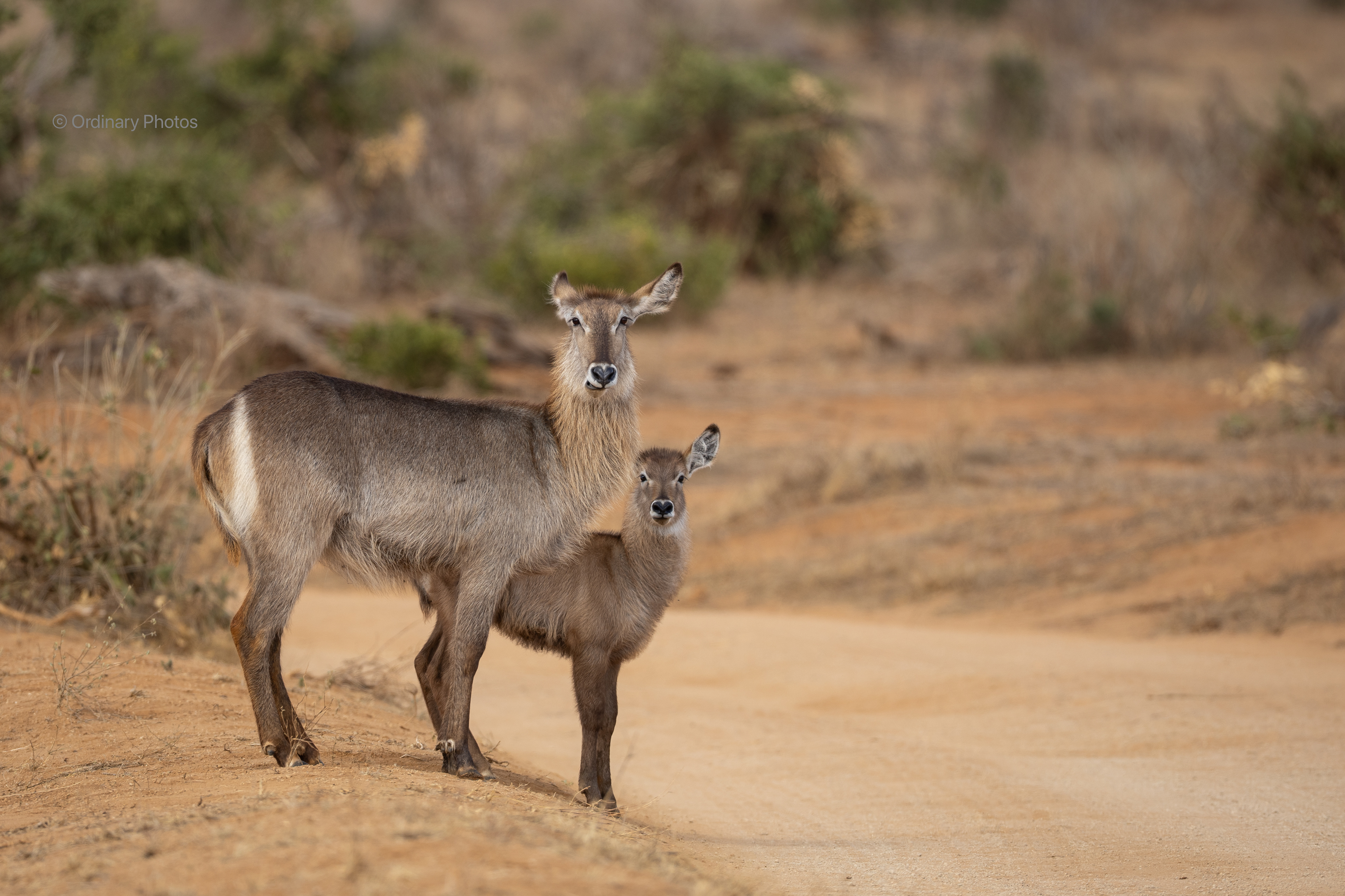 Waterbuck in Tsavo East