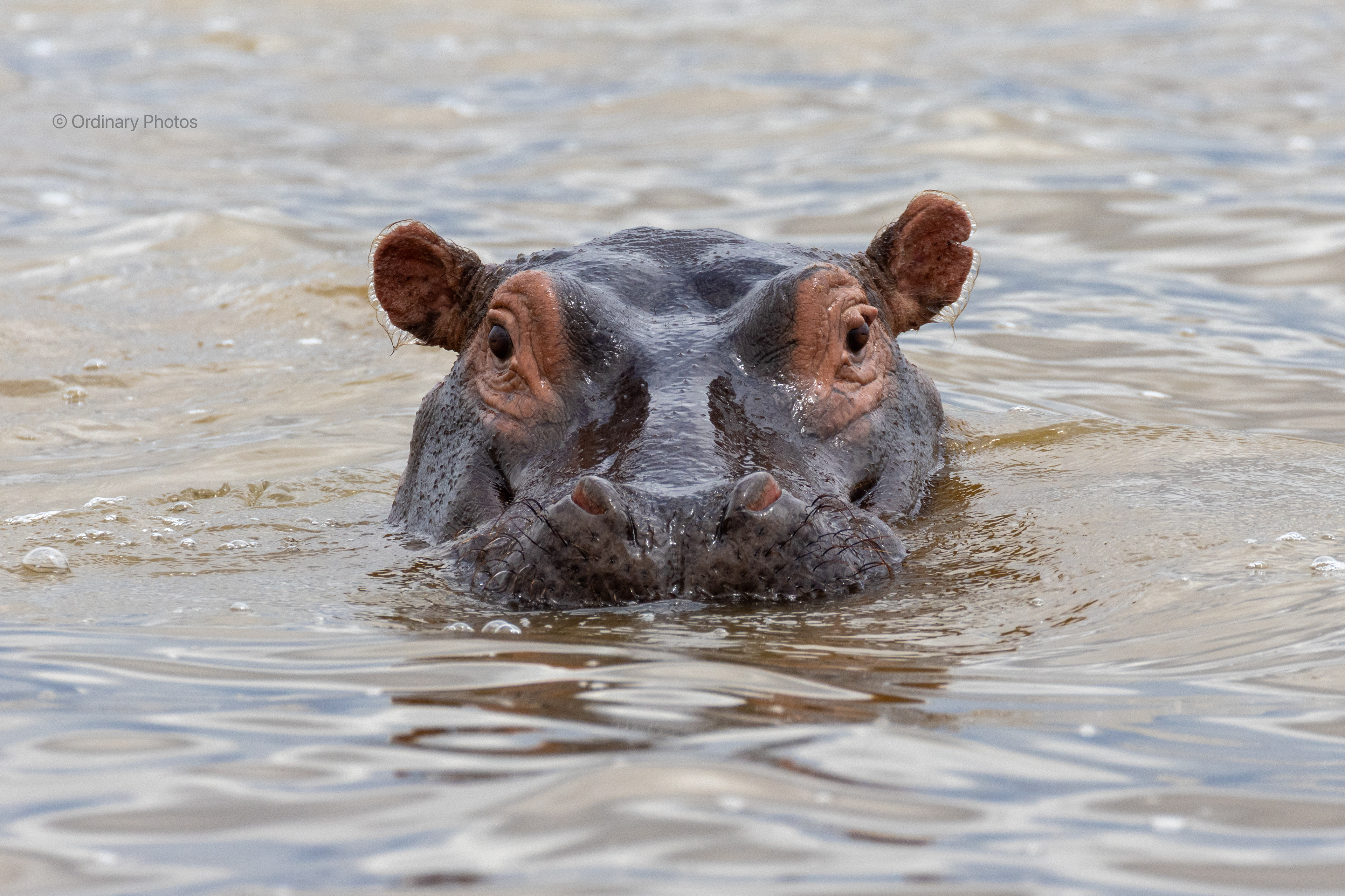 A curious hippo in Lake Jipe approaching our boat