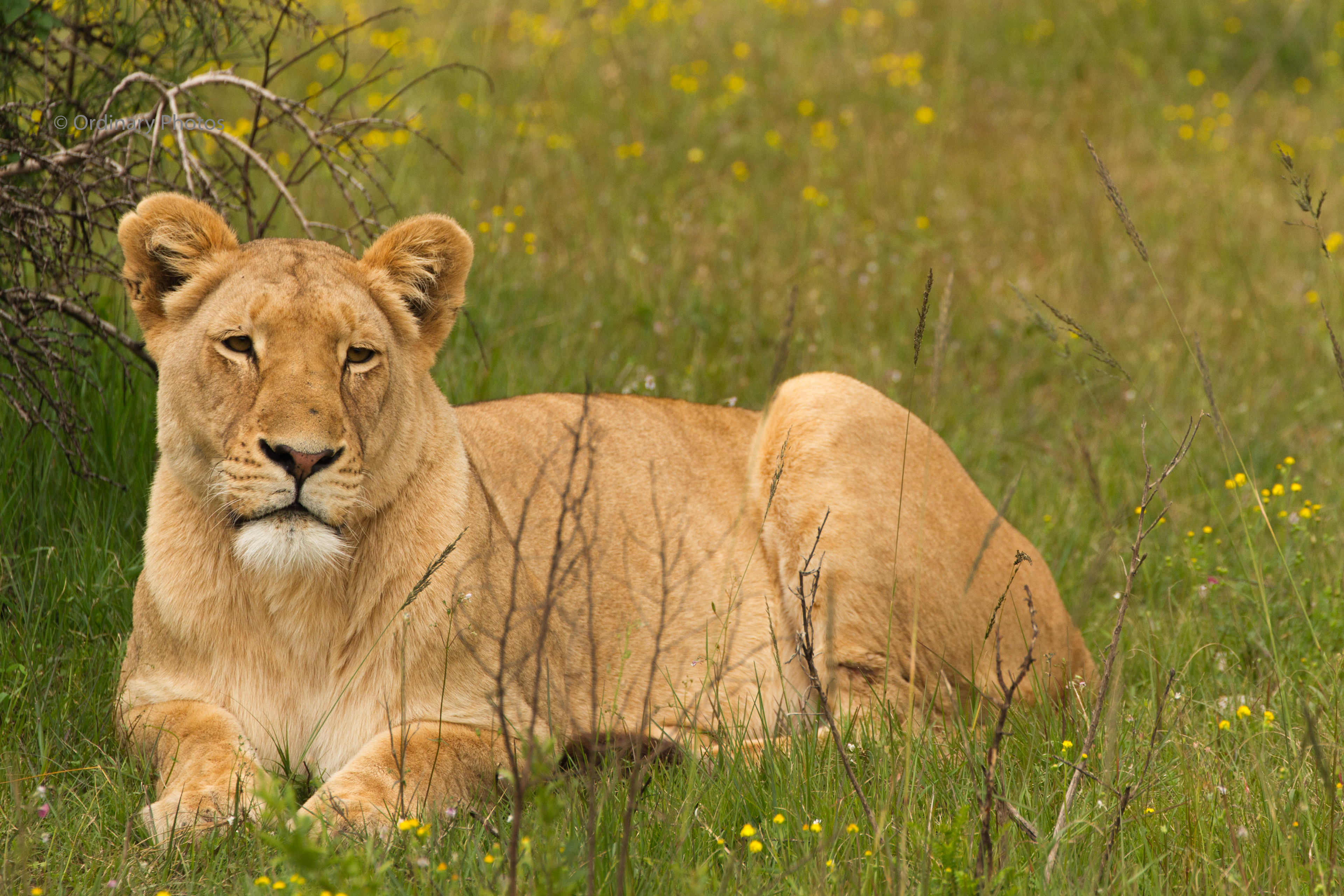 A lioness in the Schotia Safaris Private Game Reserve