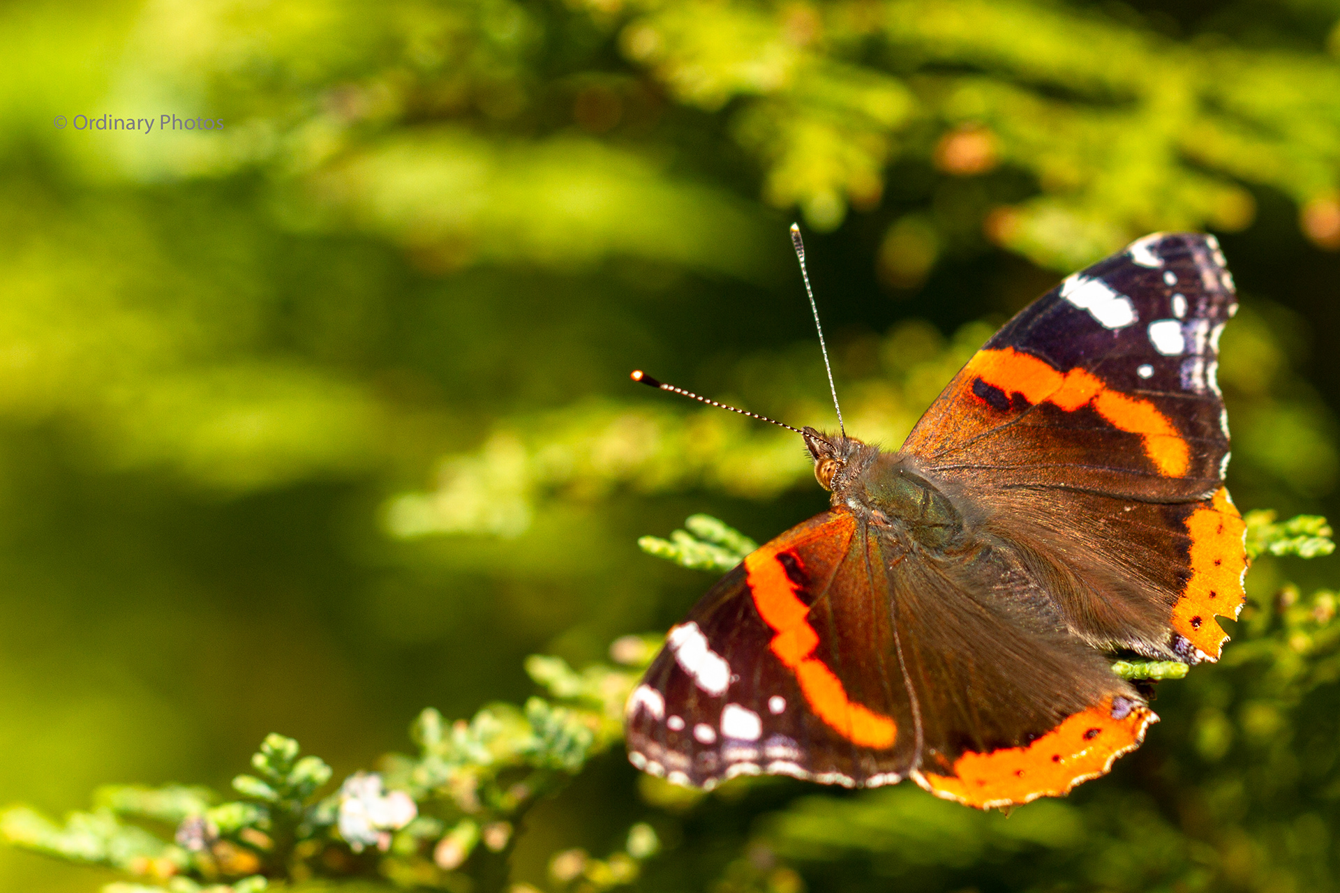 A Red Admiral Butterfly (Vanessa atalanta) in the back garden (Huis ter Heide)
