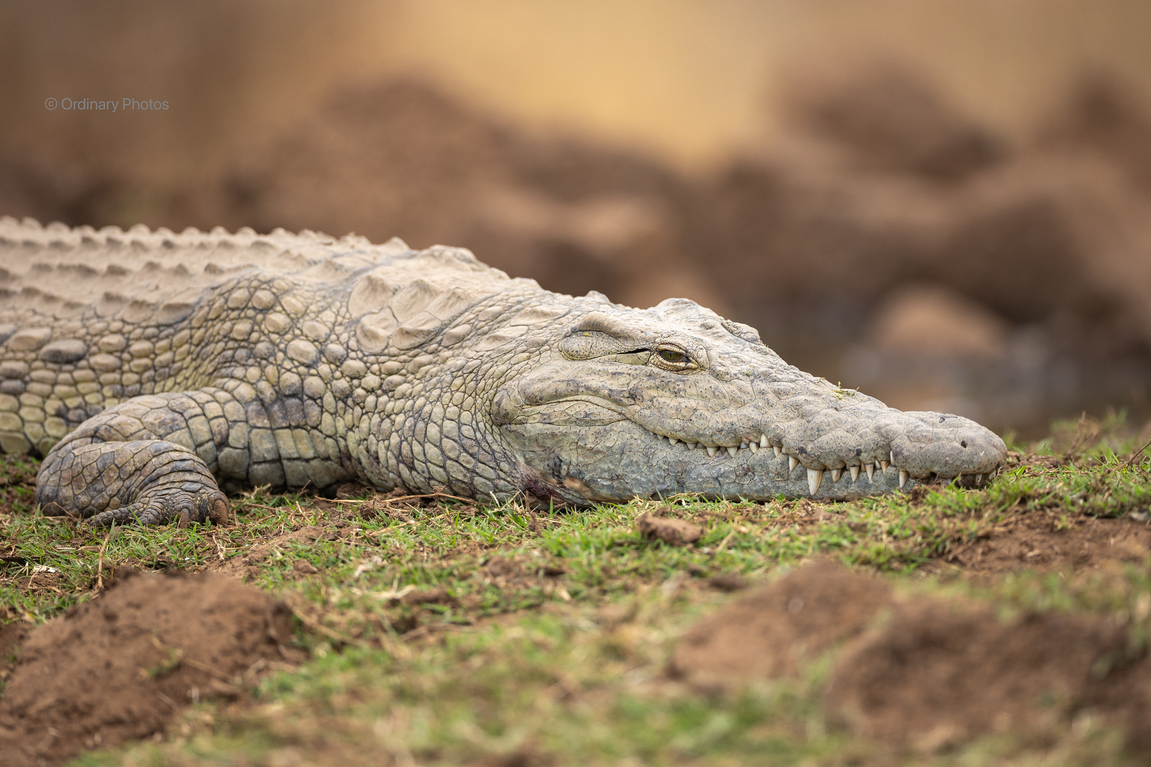 A sunbathing crocodile in Tsavo West