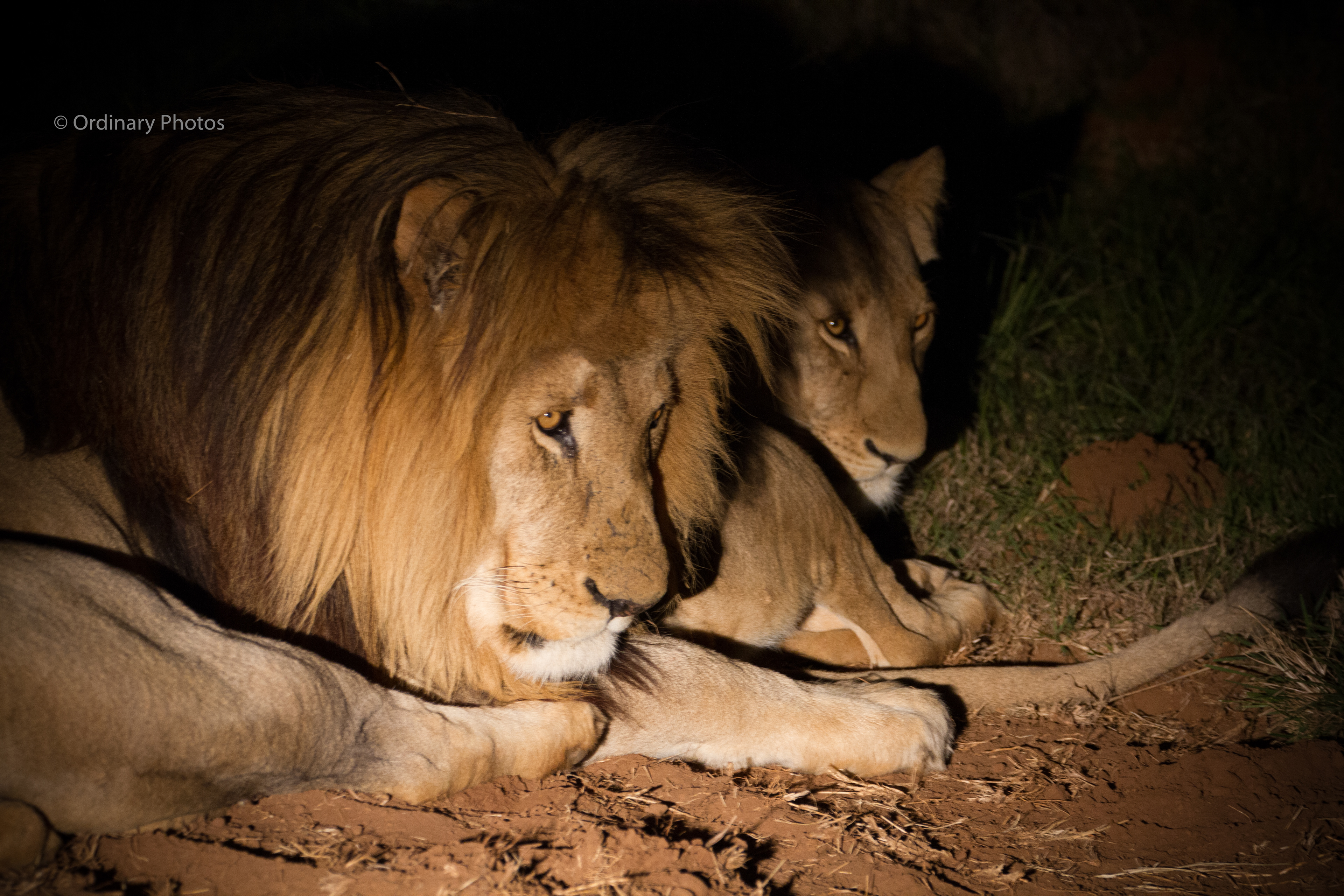 Lions on the road during an evening safari in South Africa
