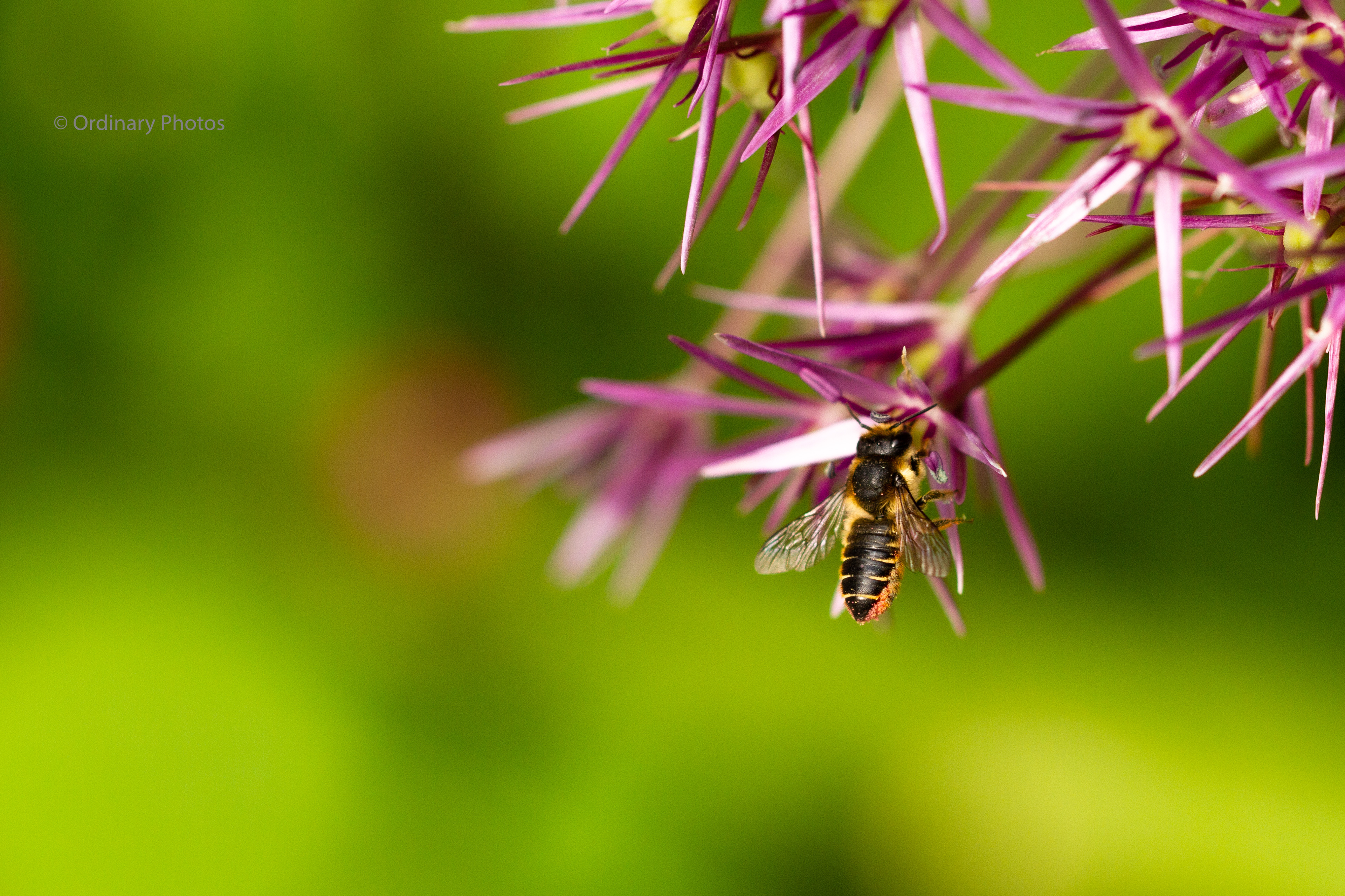 Probably a leafcutter bee
