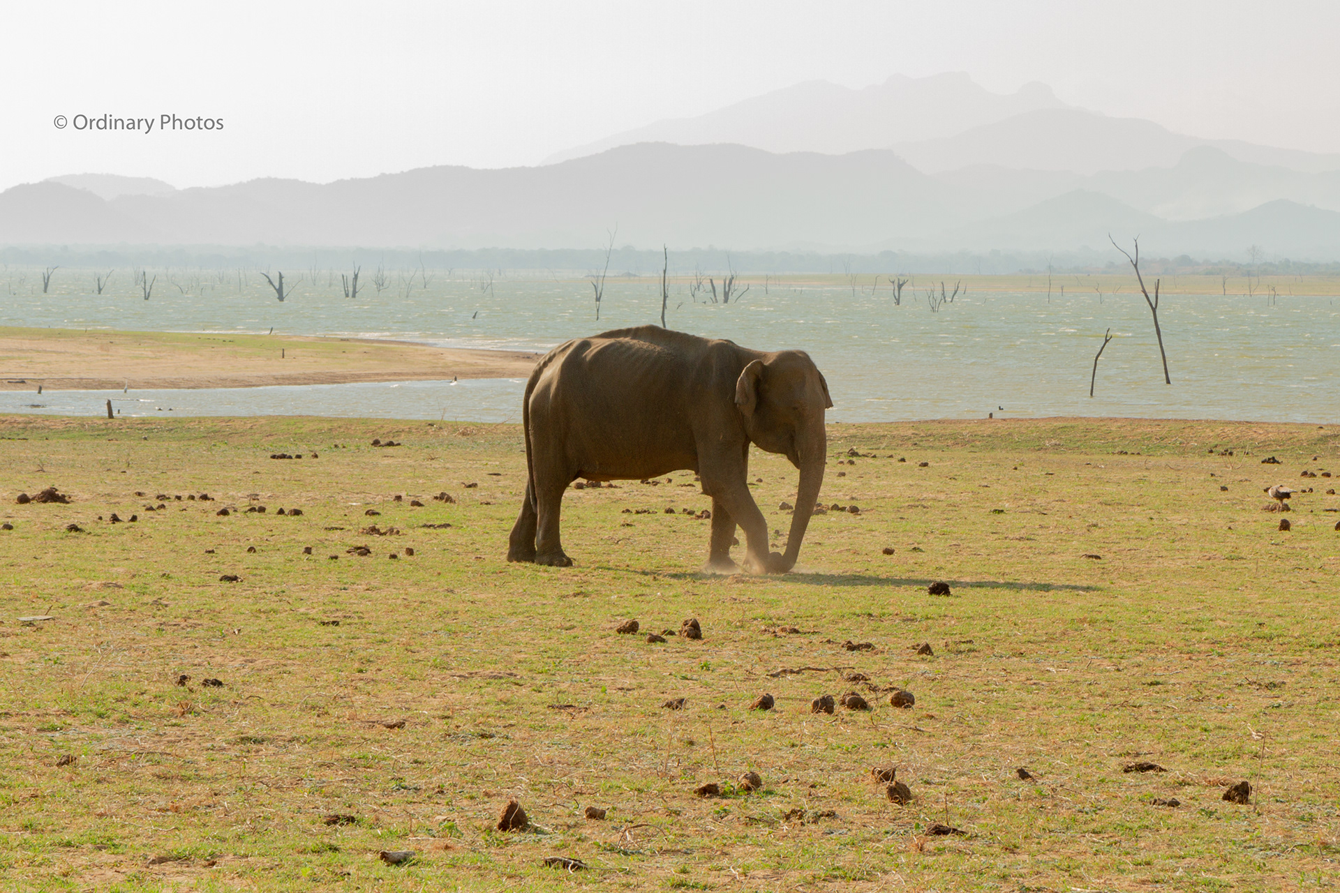 A skinny elephant by the water in Udawalawe National Park