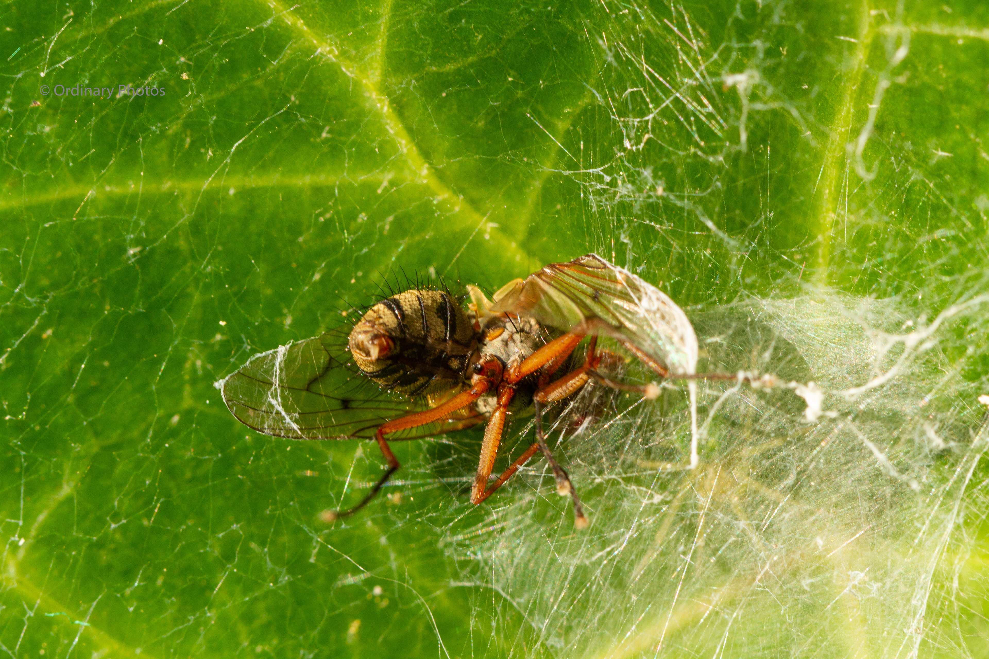 A macro photo of a fly caught in the web of a spider
