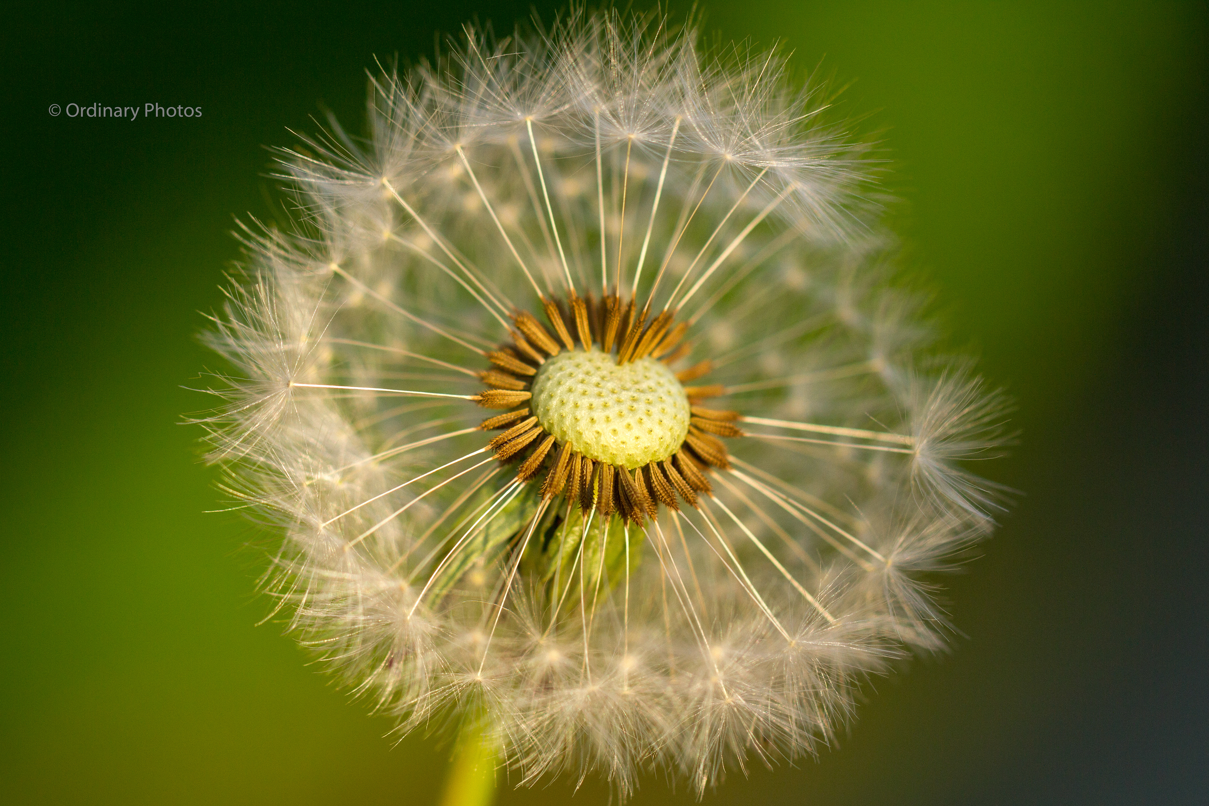A faded dandelion