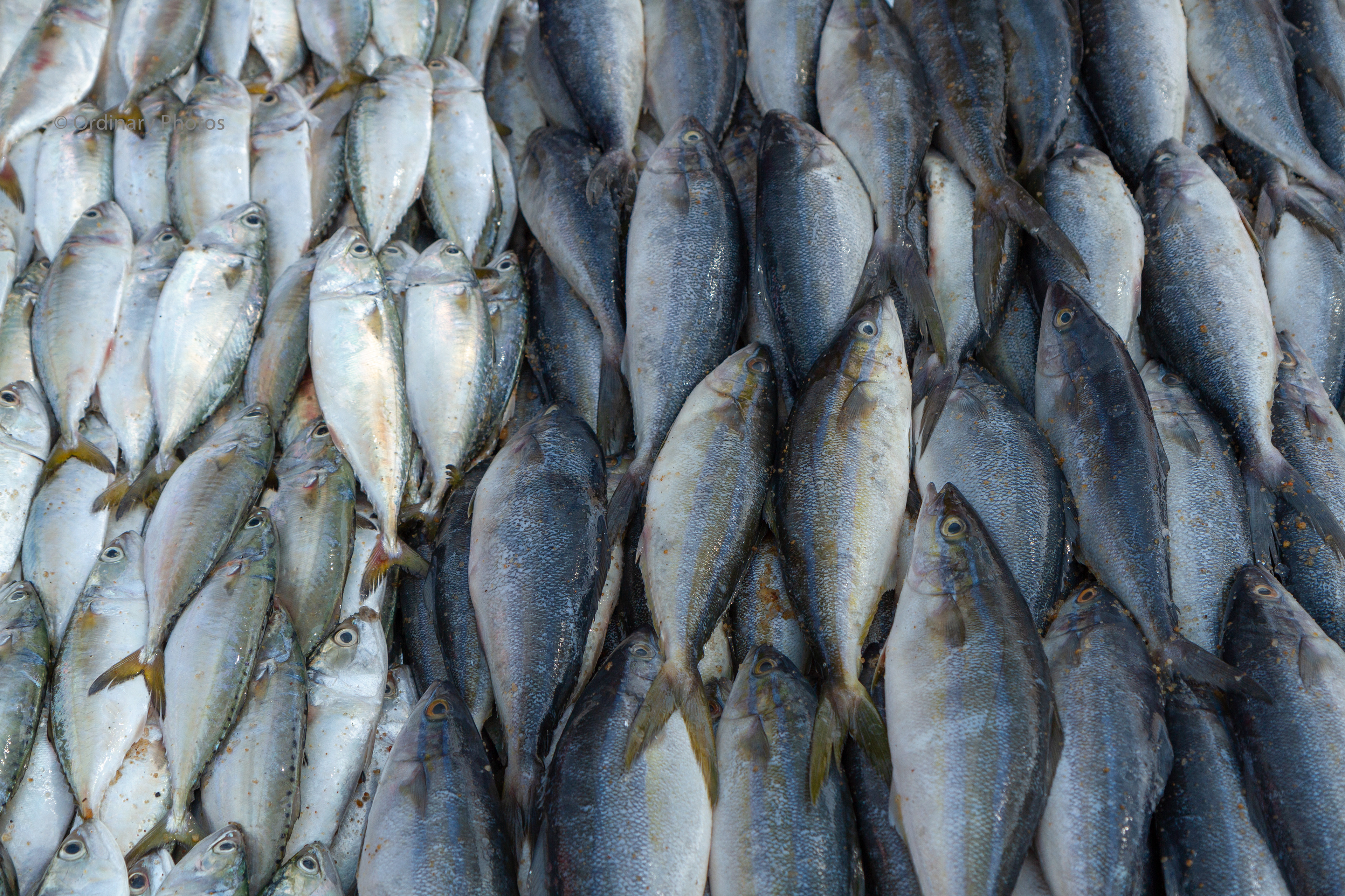 Fresh fish at a local fish market of Negombo