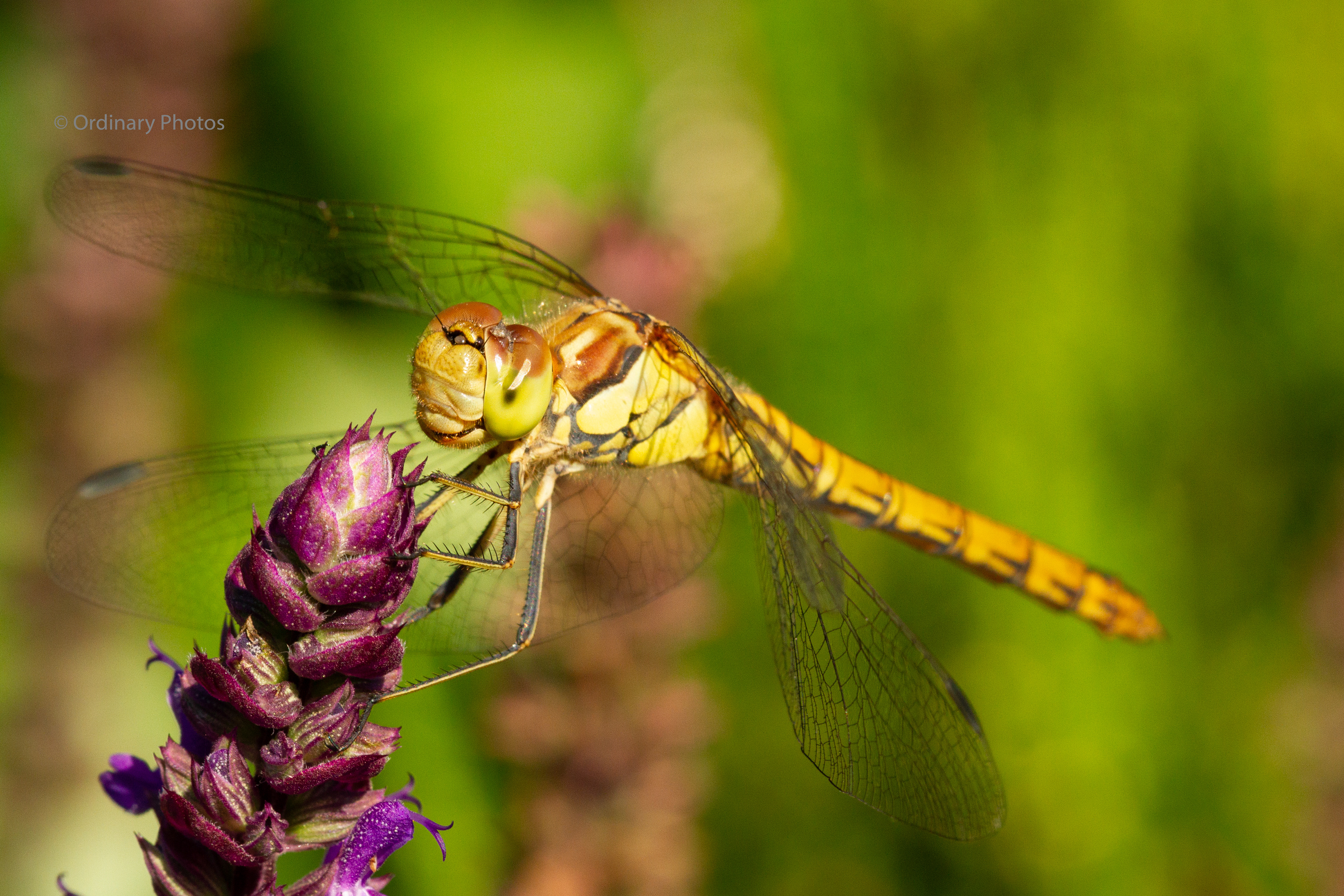 A common darter