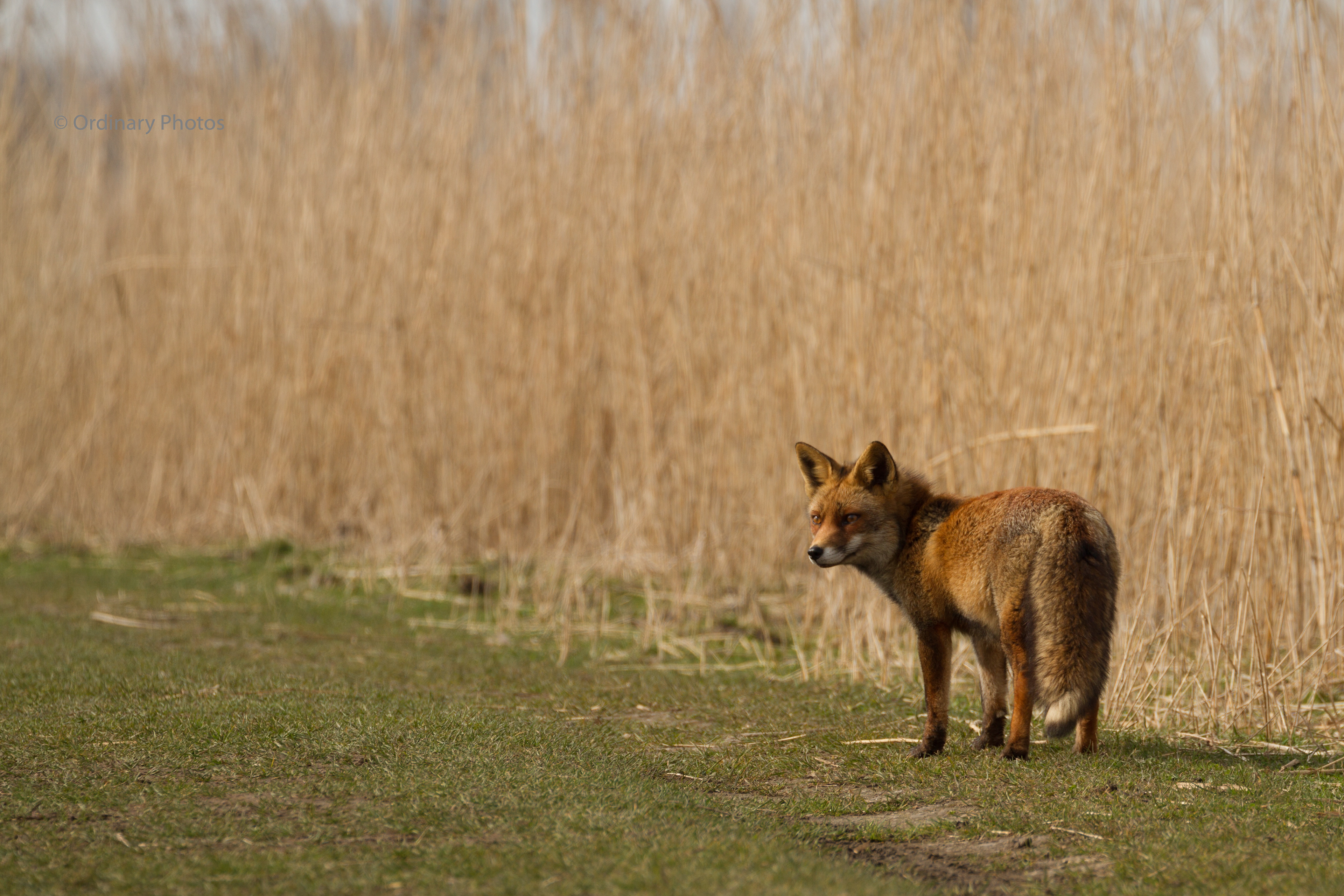 A fox in the Oostvaardersplassen