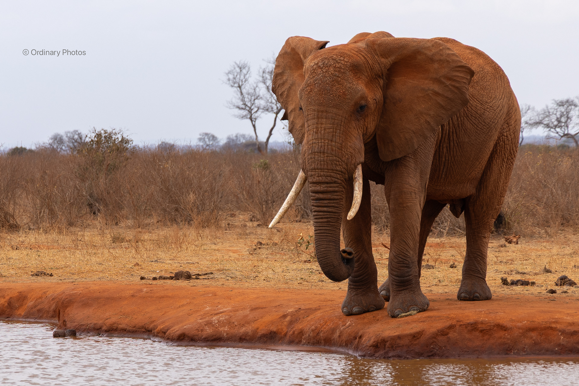 Red elephant in Tsavo East