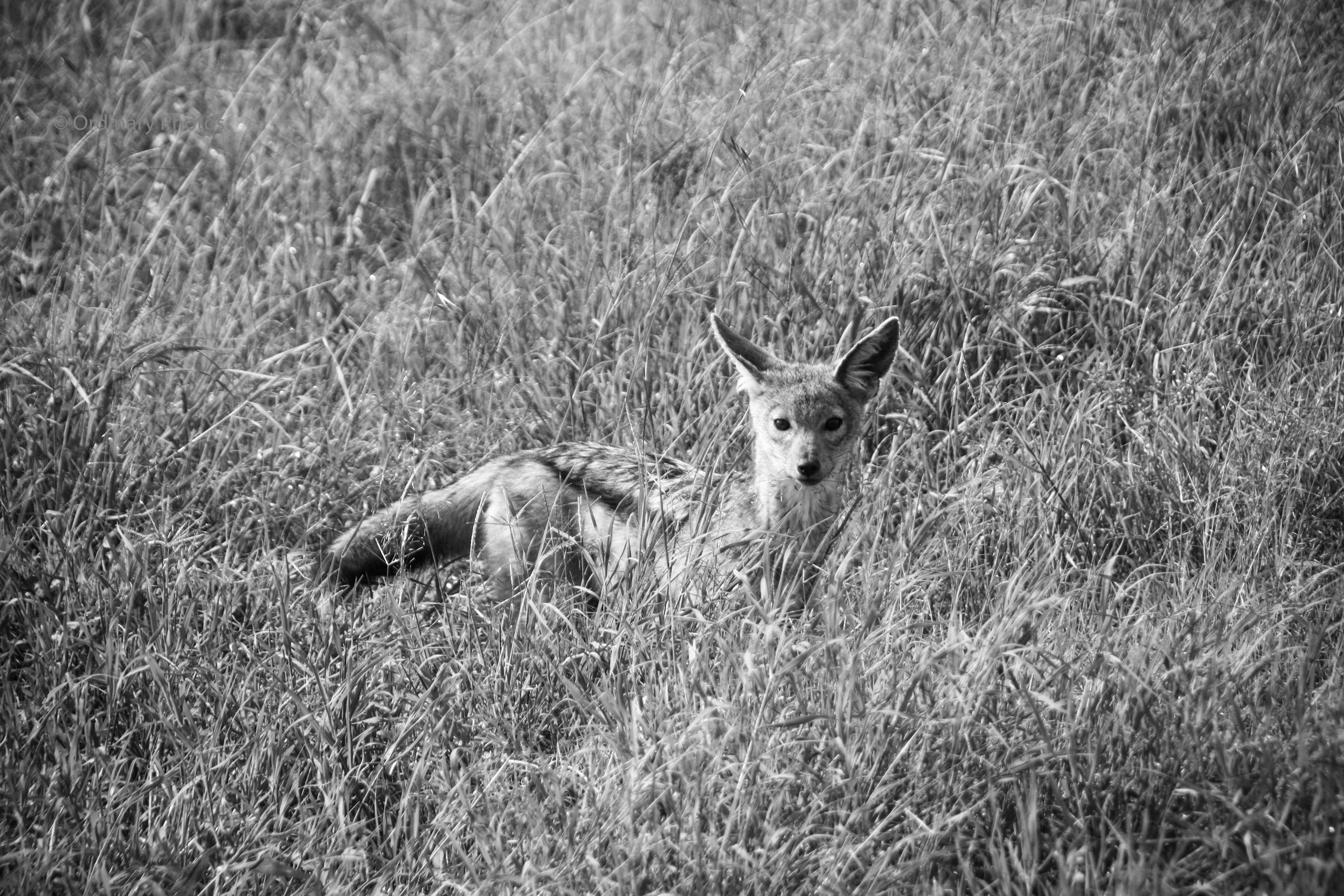 A jackal in the grass of the Serengeti