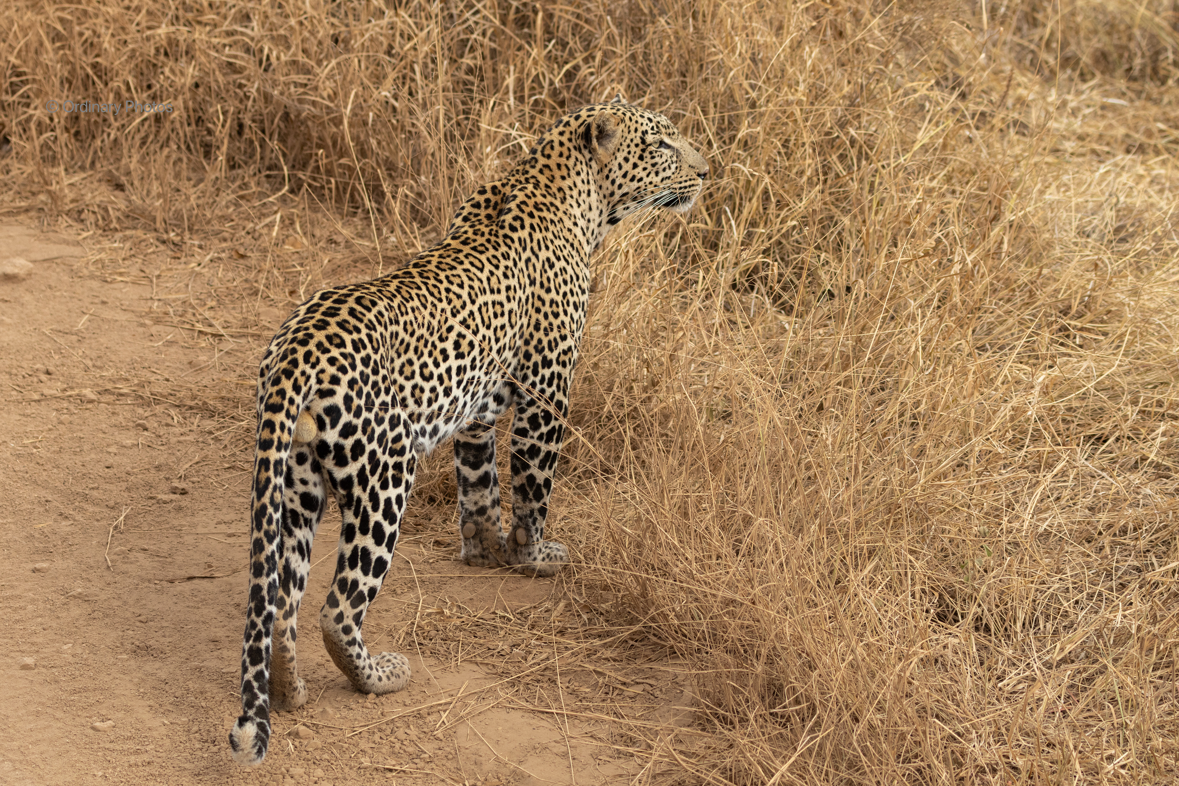 Beautiful male leopard in Tsavo West