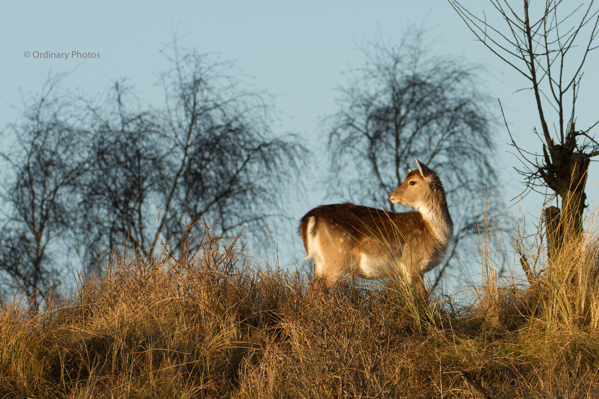 A fallow deer in the Amsterdamse Waterleidingduinen