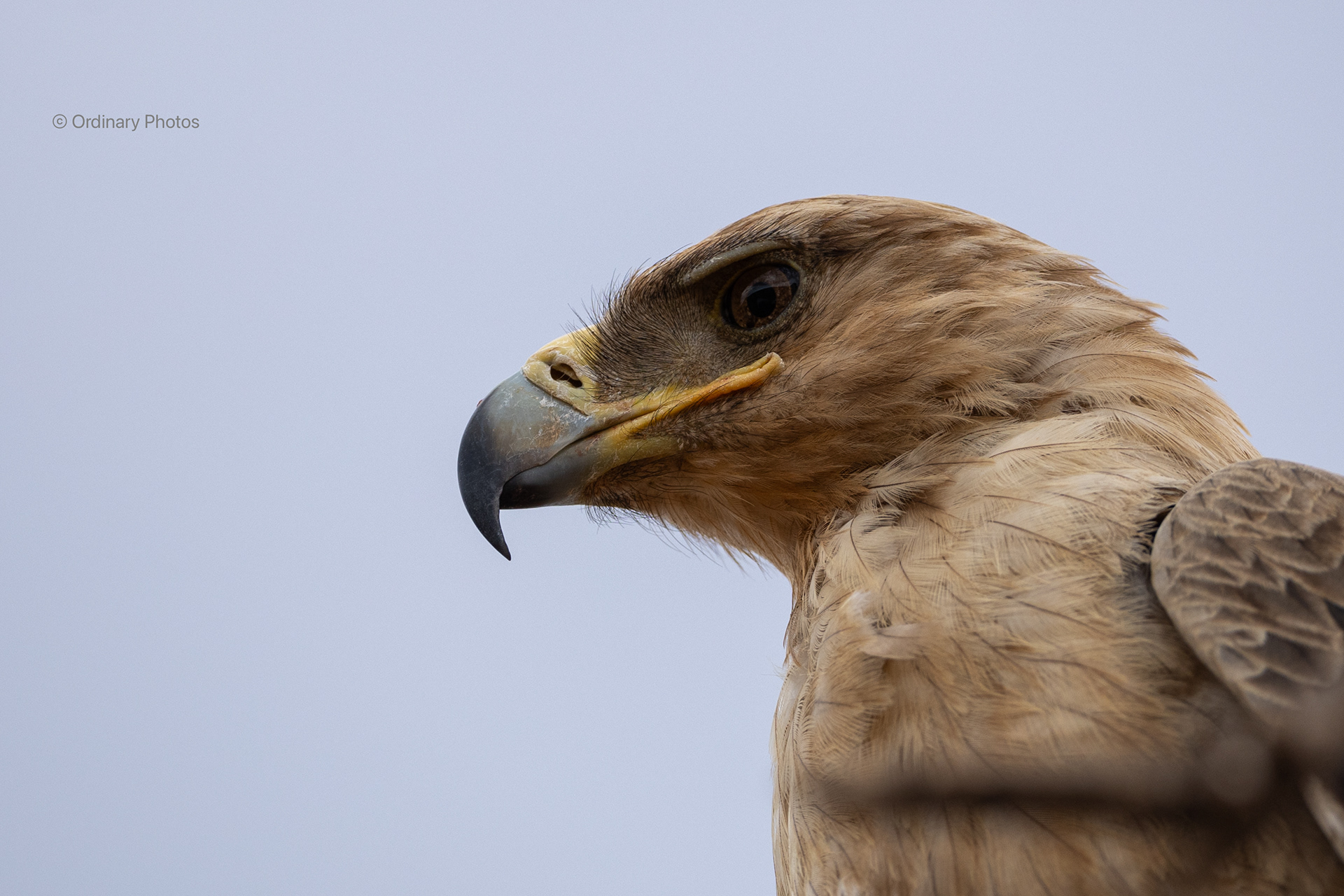 Tawny Eagle in Ngutuni Wildlife Sanctuary