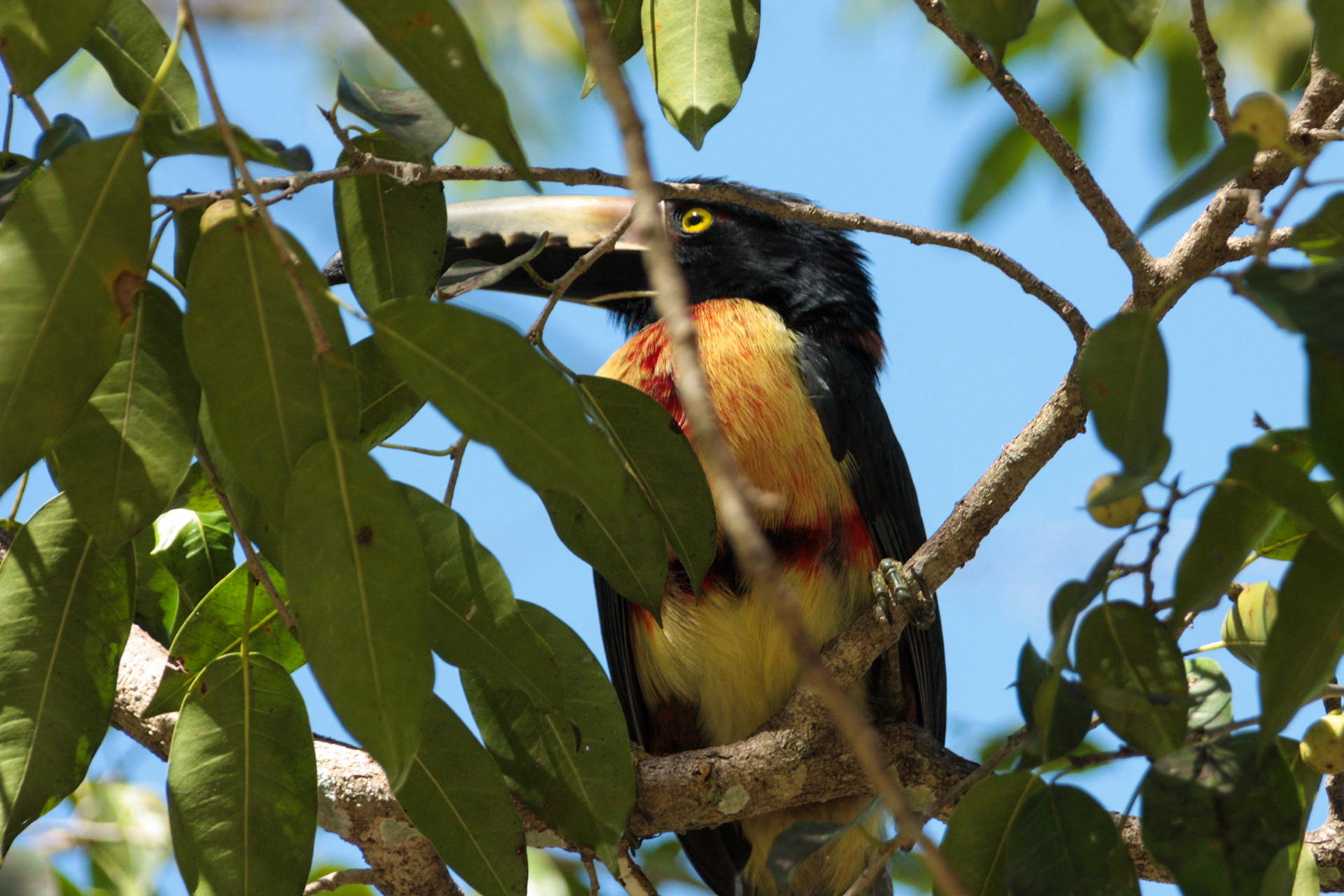 A colourful tucan in Tikal