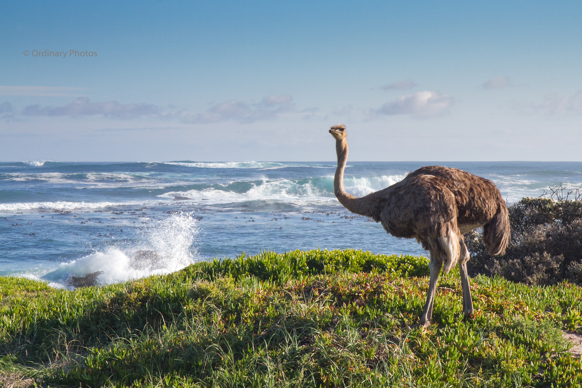 An ostrich at the Cape of Good Hope in South Africa