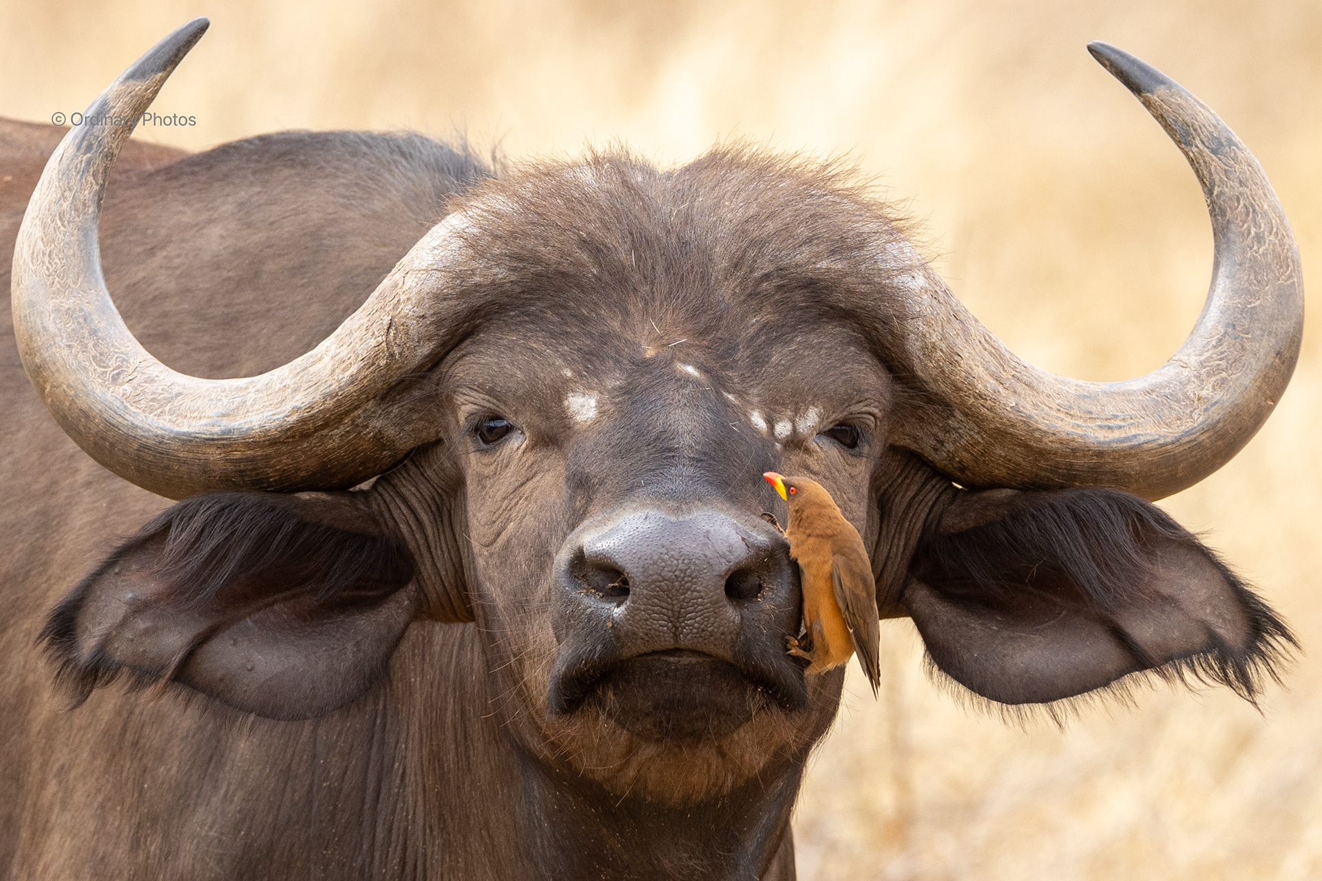 An African buffalo in Ngutuni Wildlife Sanctuary