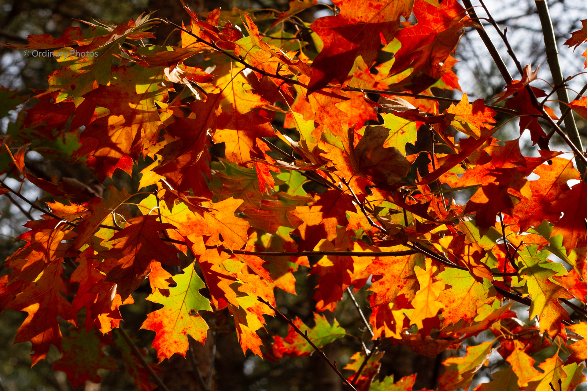 Autumn colours in the Panbos