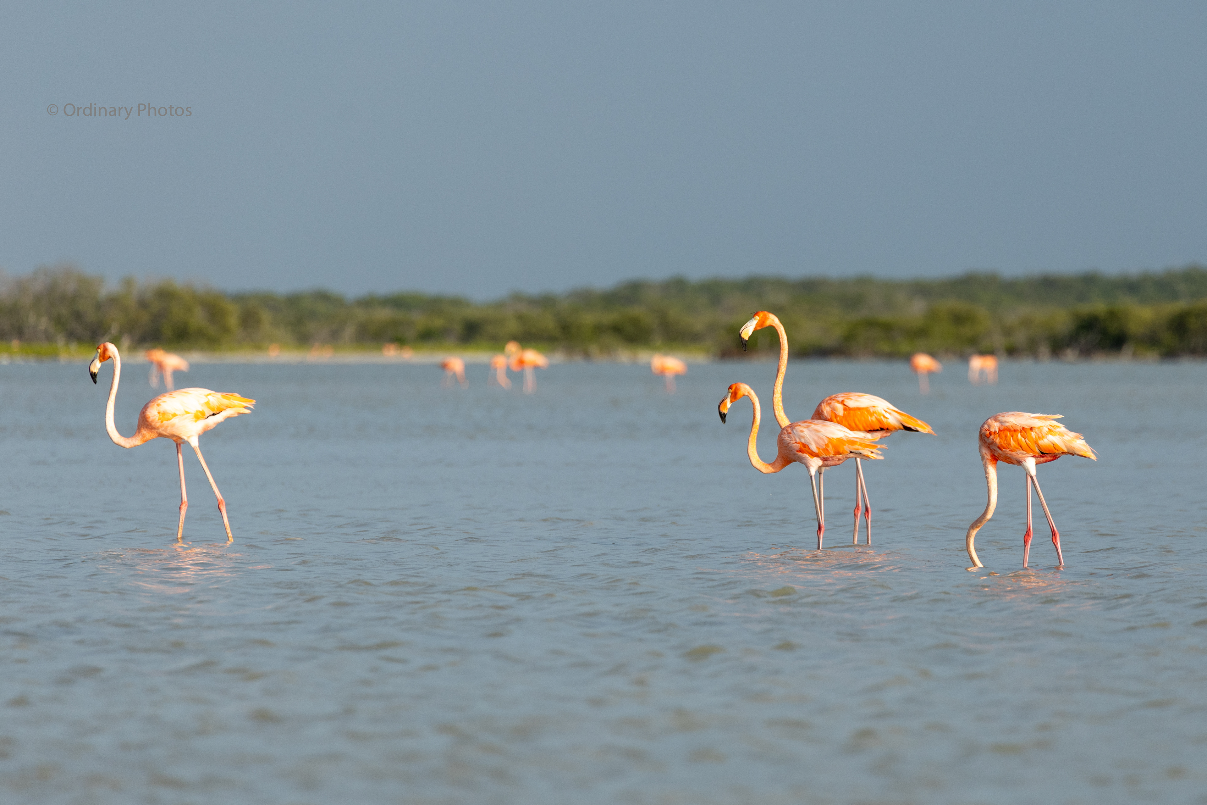 Flamingos in Río Lagartos