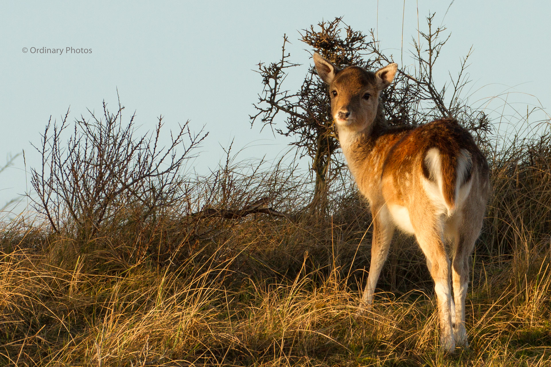 A young fallow deer looking at the camera