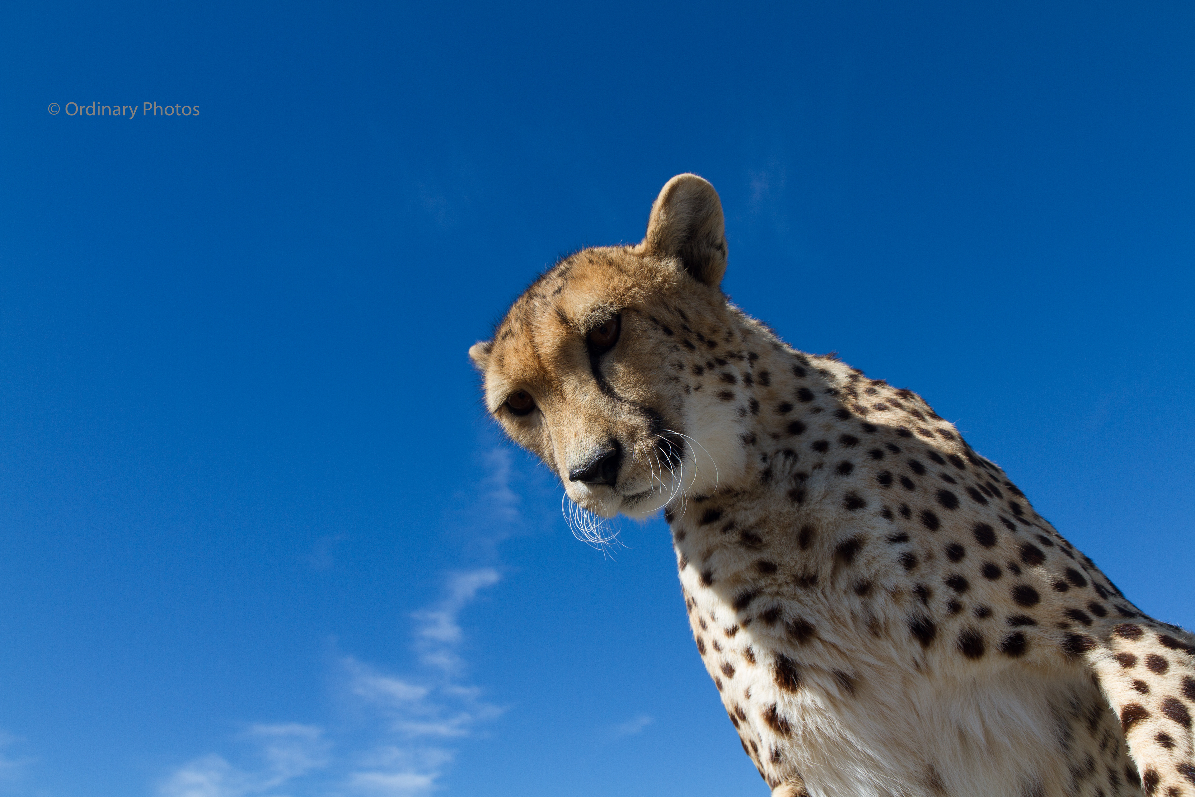 Close-up of a cheetah