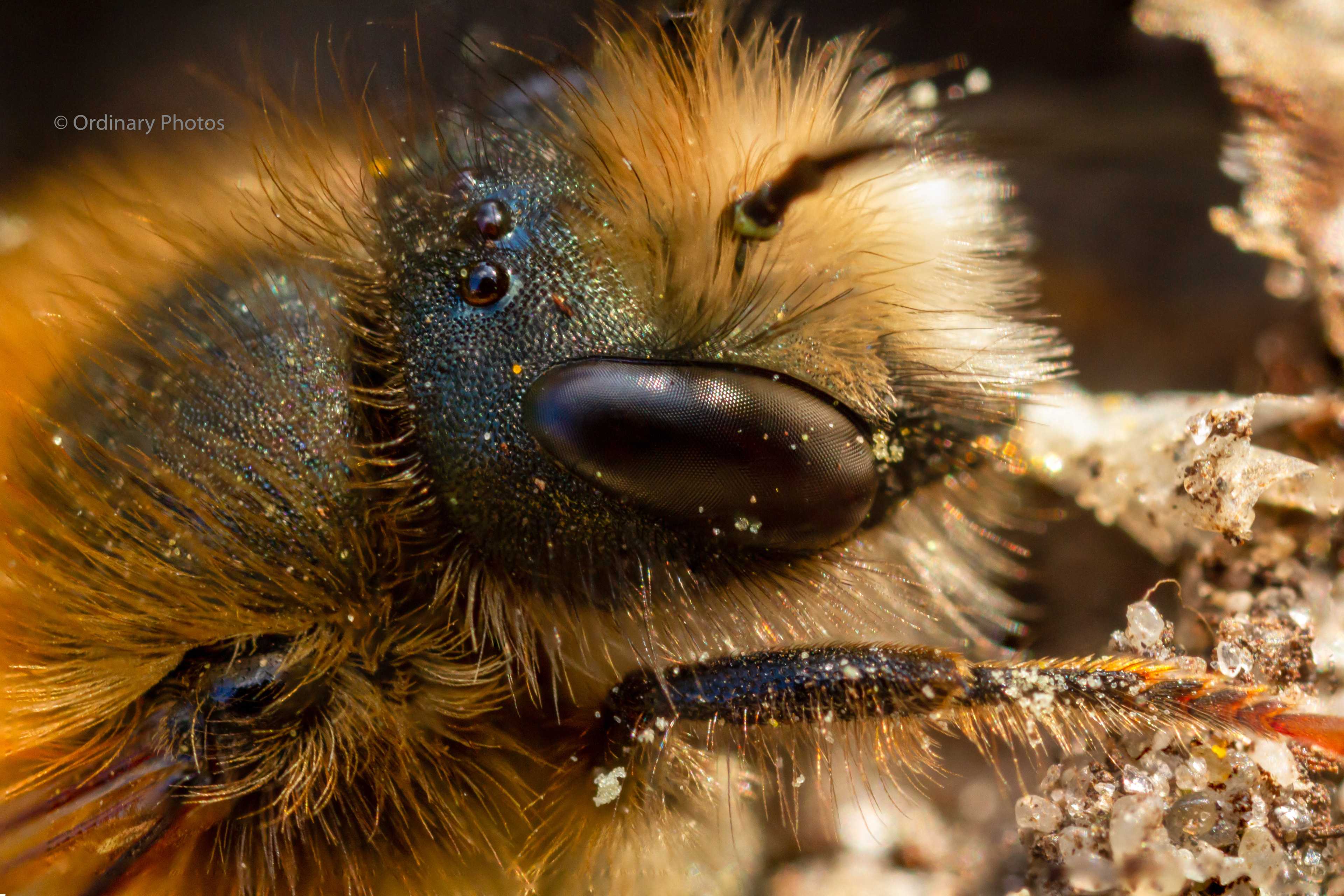 A super macro photo of a bee in Huis ter Heide