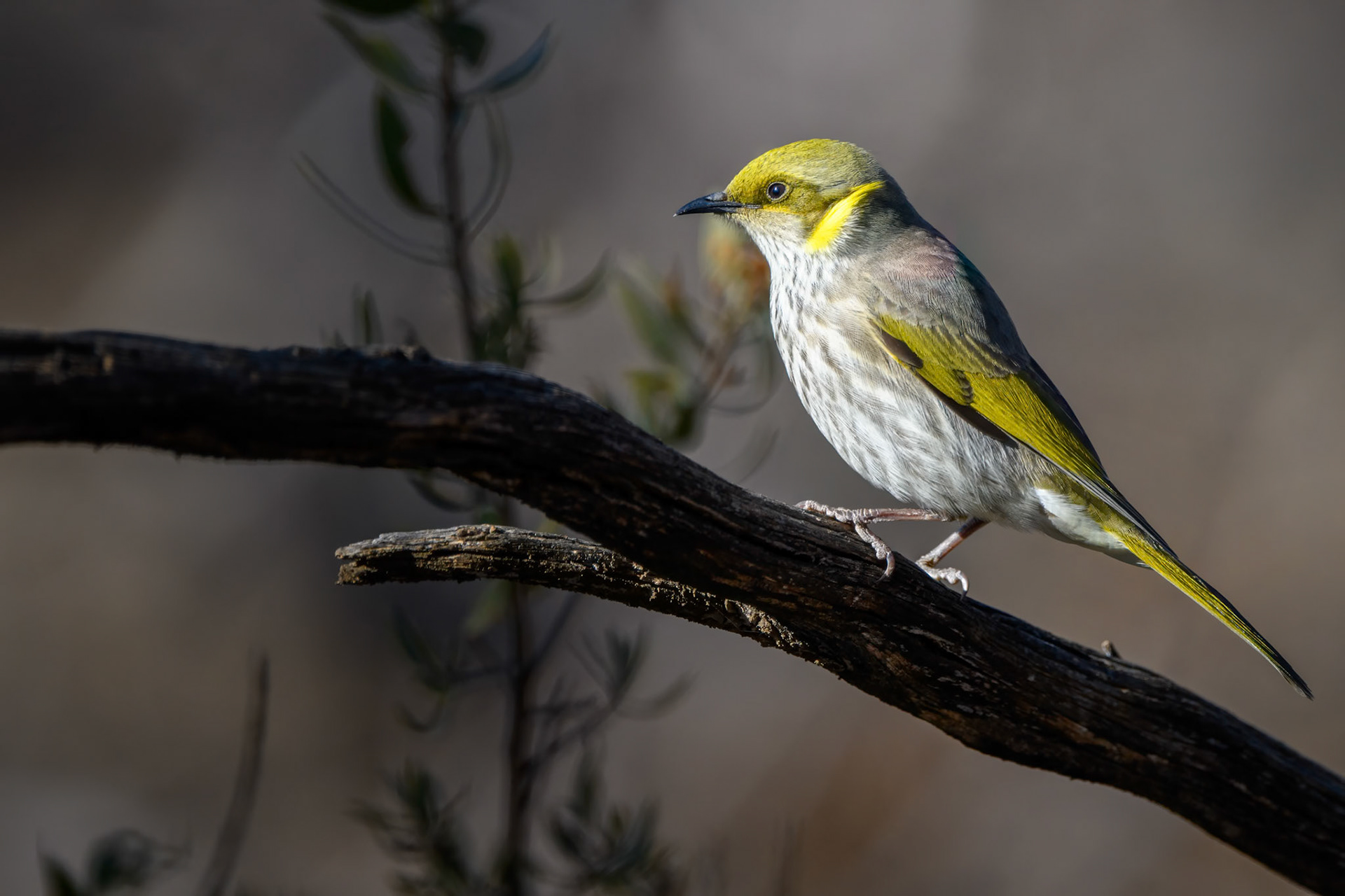 Singing Honeyeater