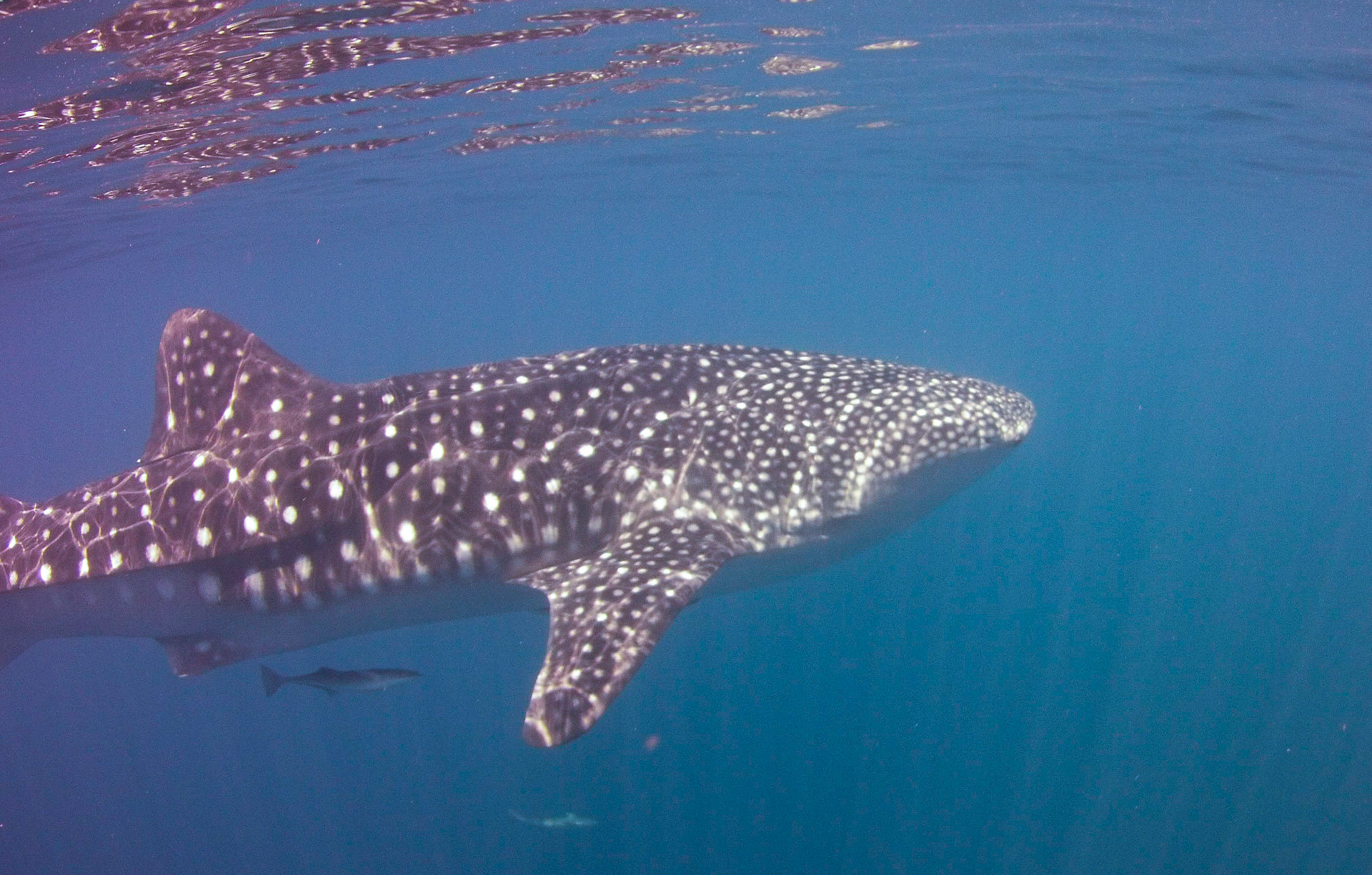 Whale shark, Nosy Be, Madagascar