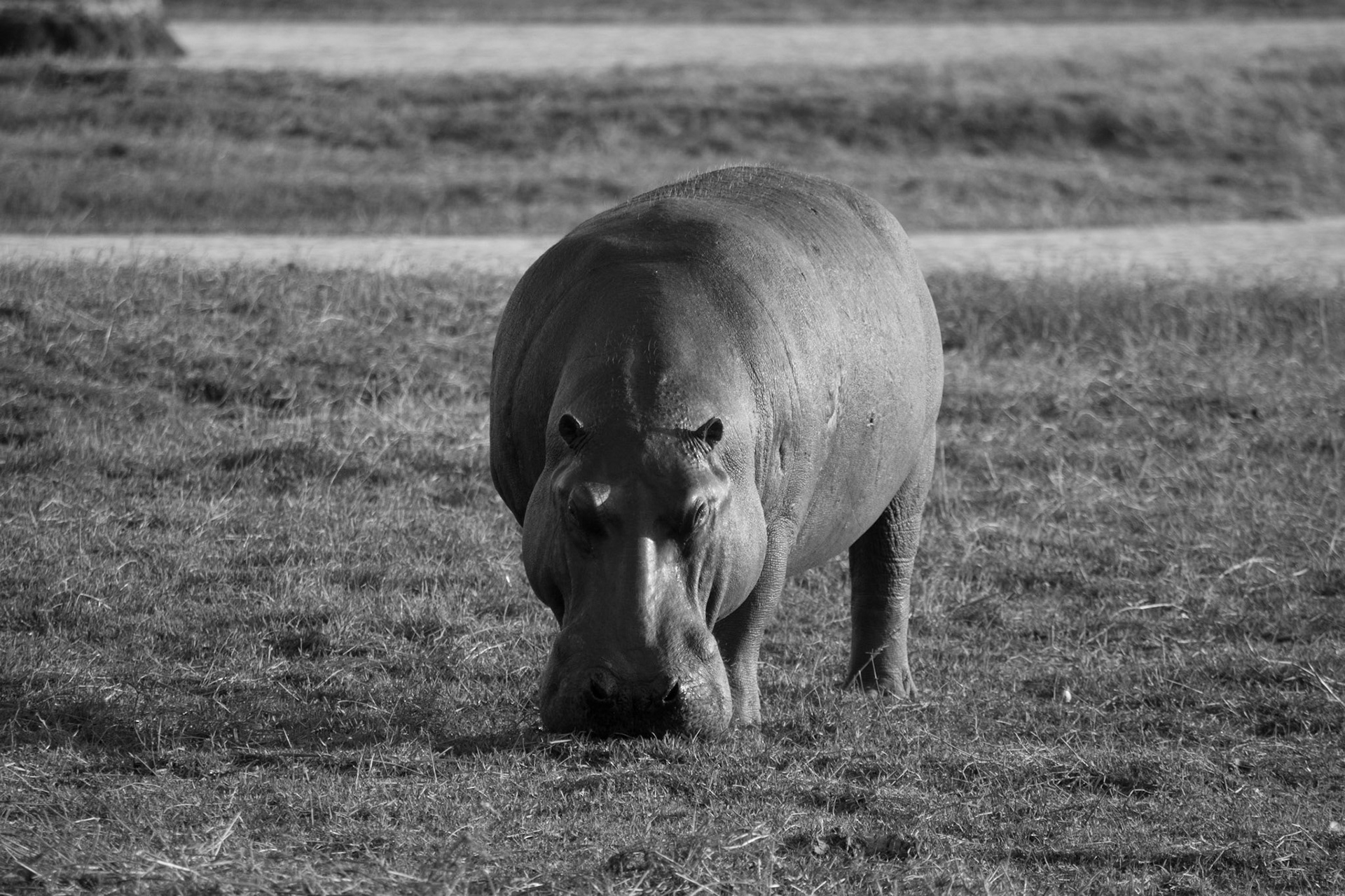 Hippo; Chobe River, Botswana
