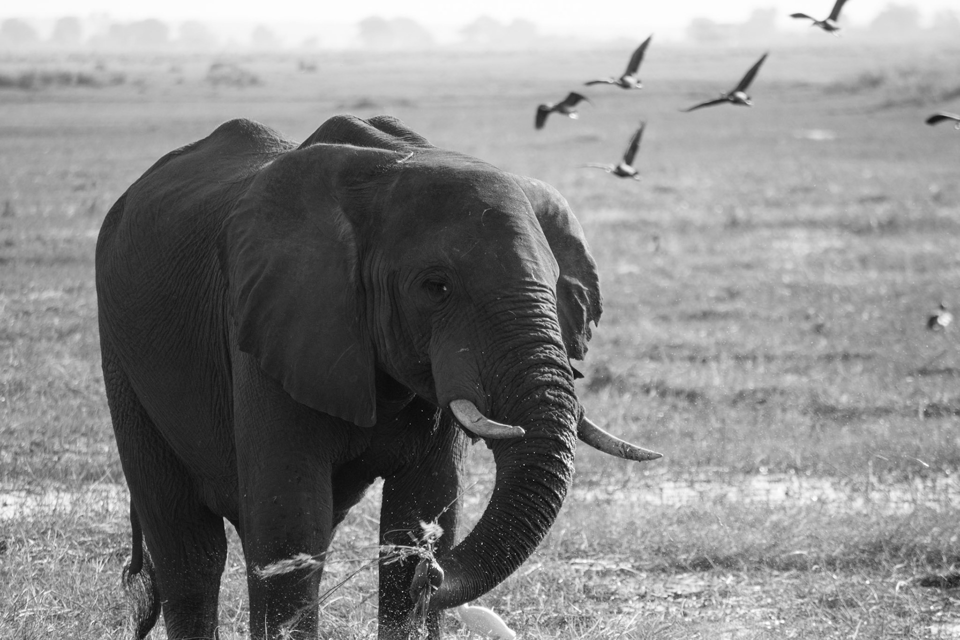 Bull elephant, rinsing reeds; Chobe River, Botswana