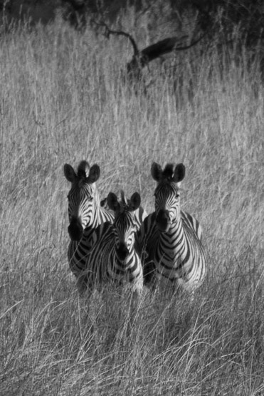 Okavango Delta