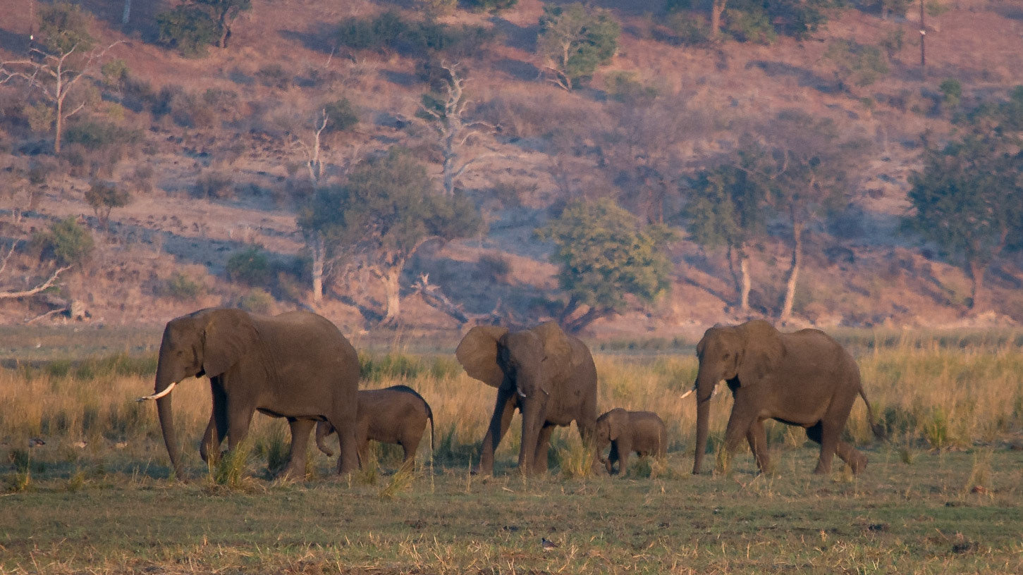 Chobe parade