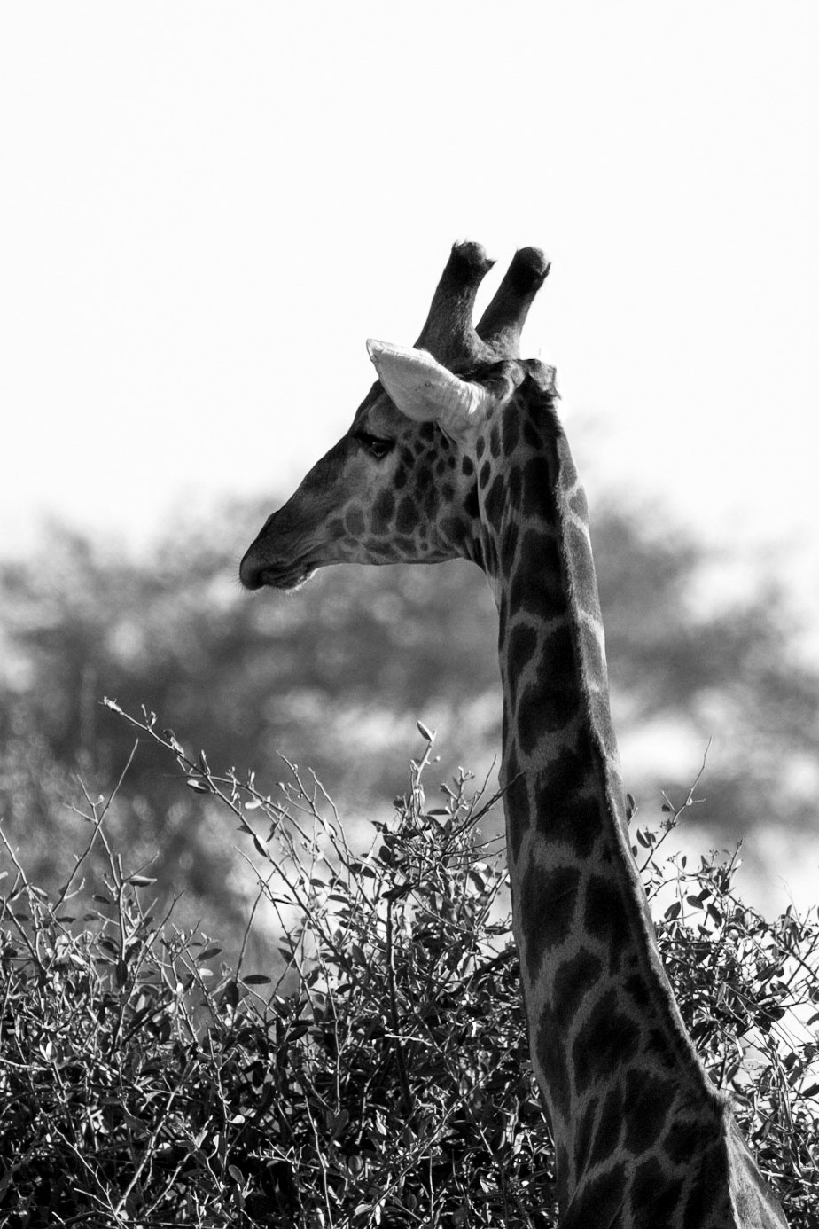 Chobe National Park, Botswana
