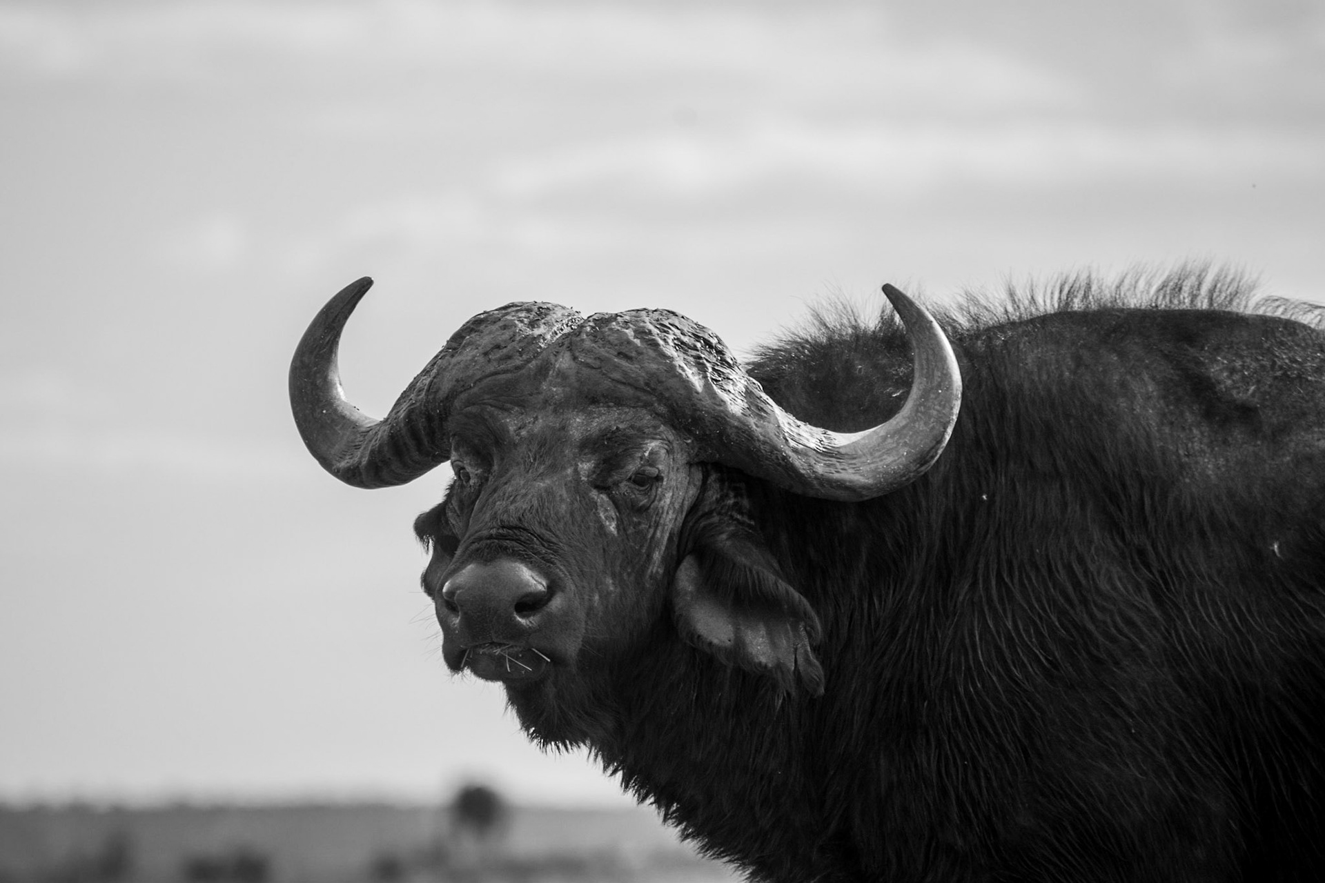 Cape Buffalo in B&amp;W