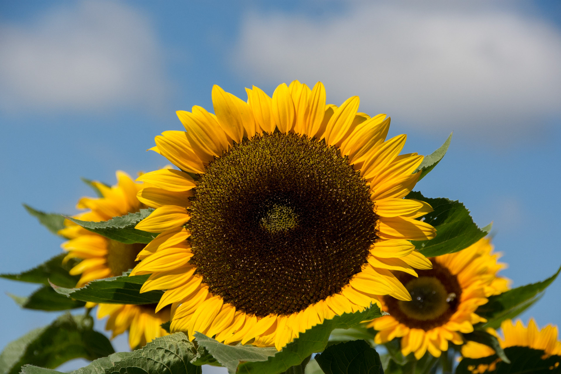 Sunflower 4