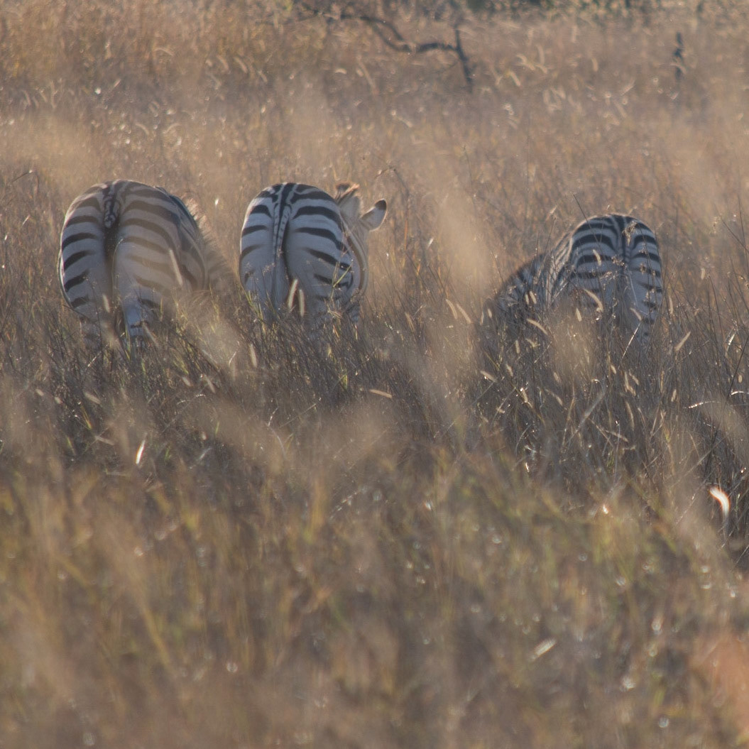 Okavango Delta