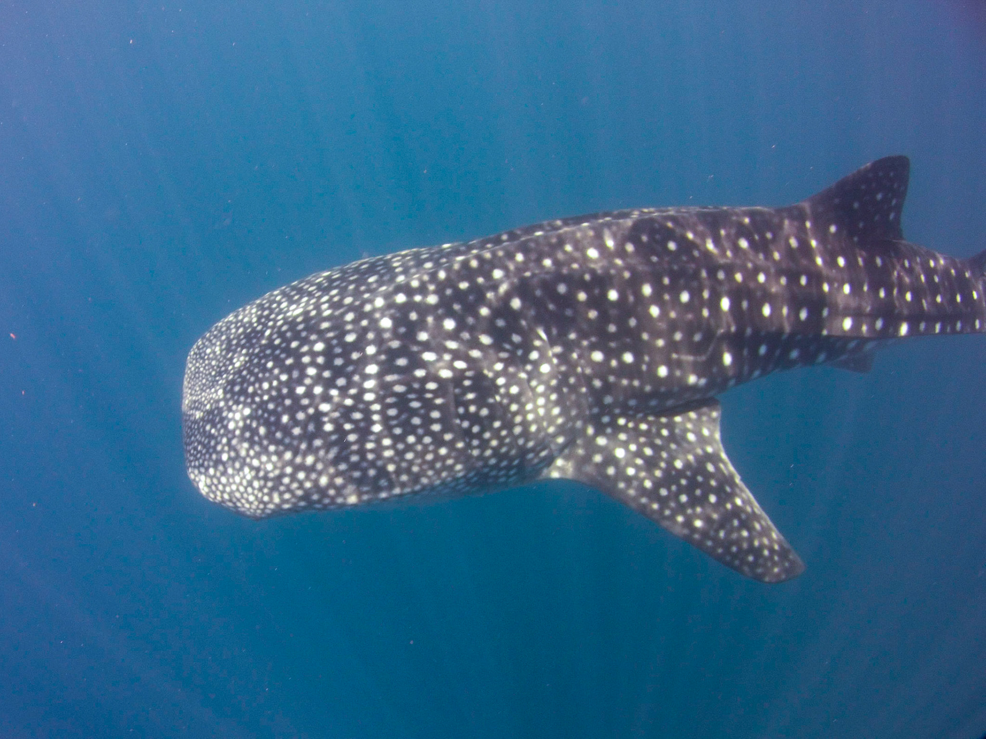 Whale shark, Nosy Be, Madagascar