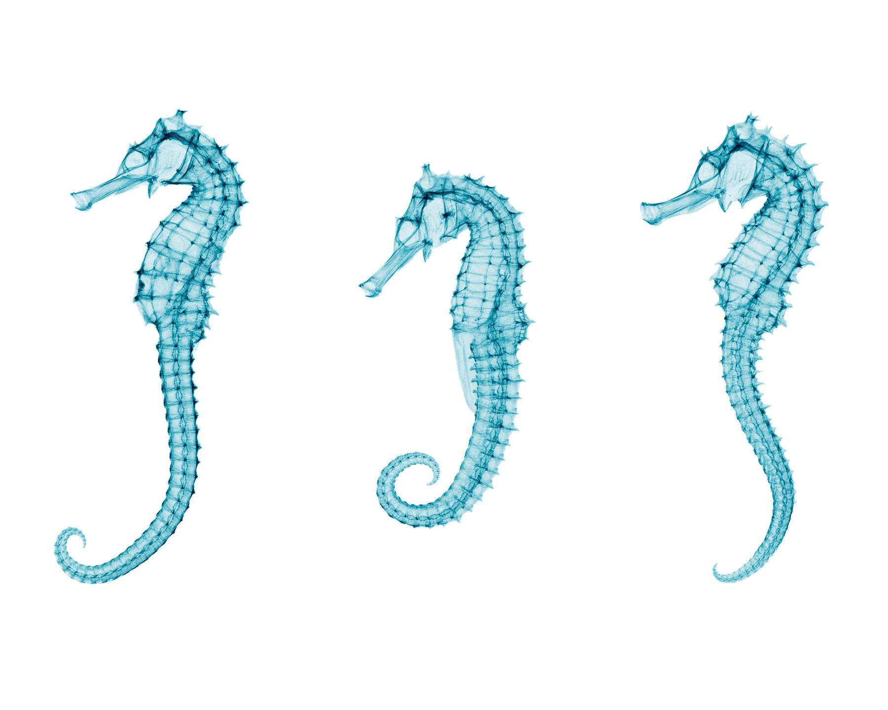 Seahorses