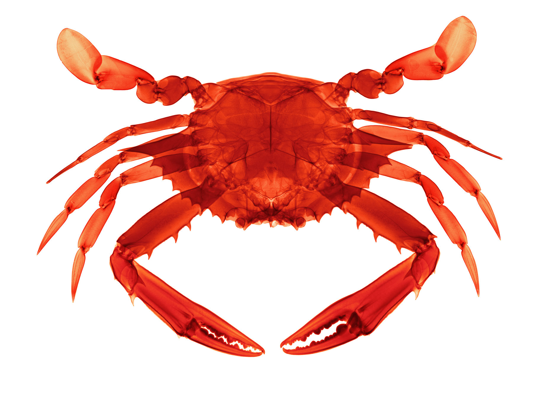 Crab