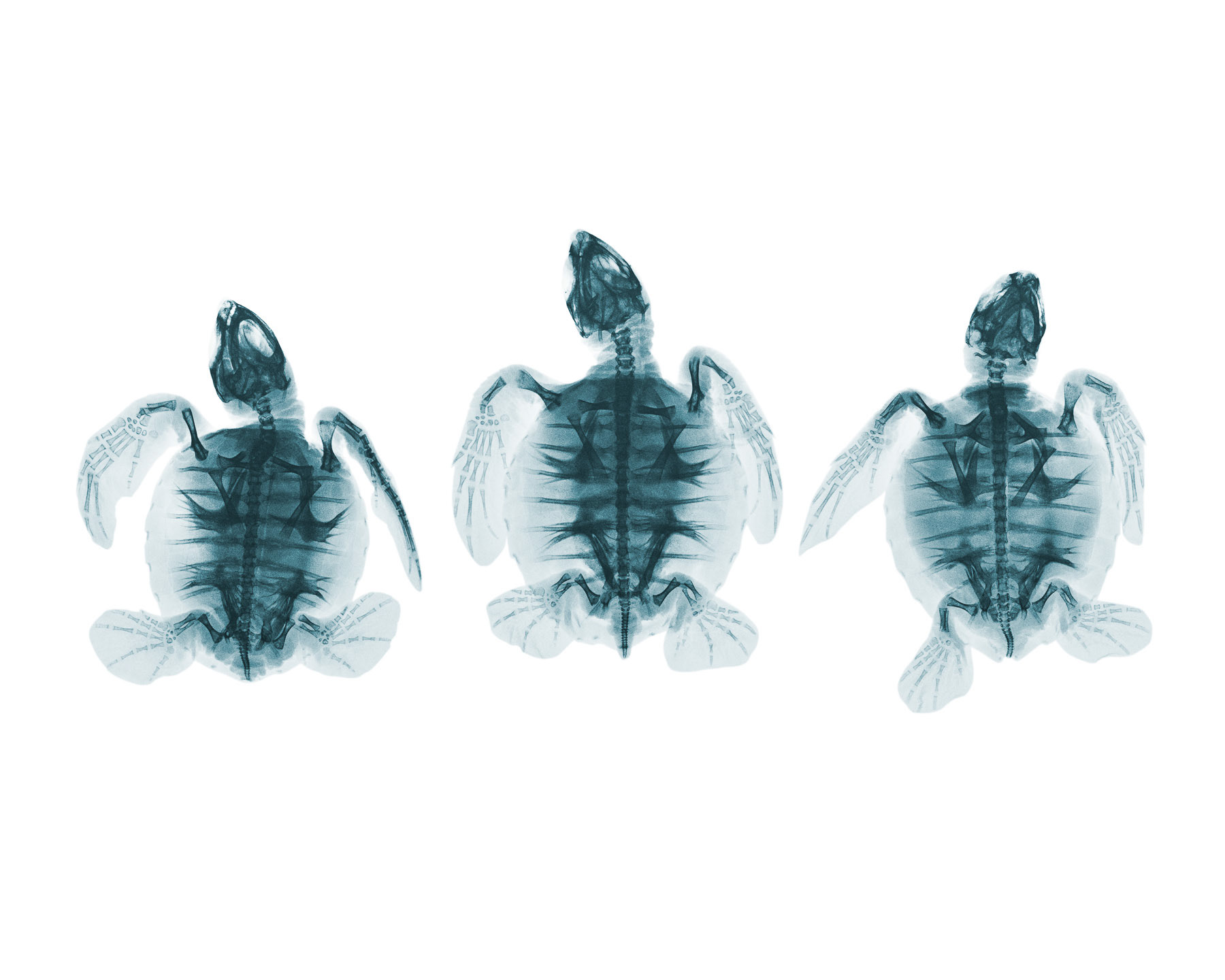 Three Terrapins