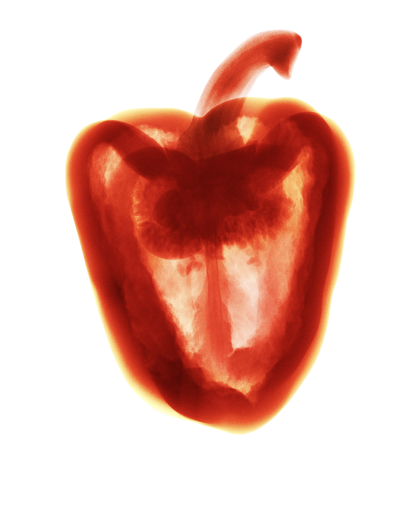 Capsicum