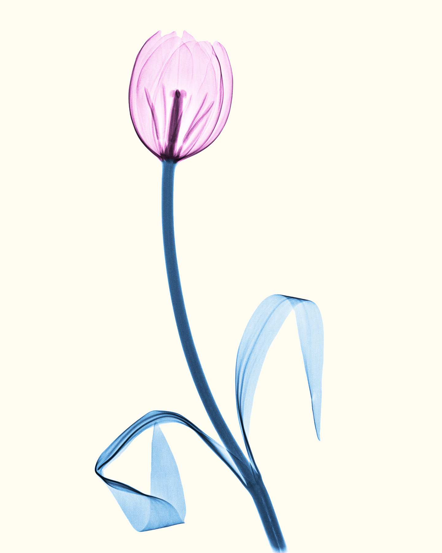Tulip