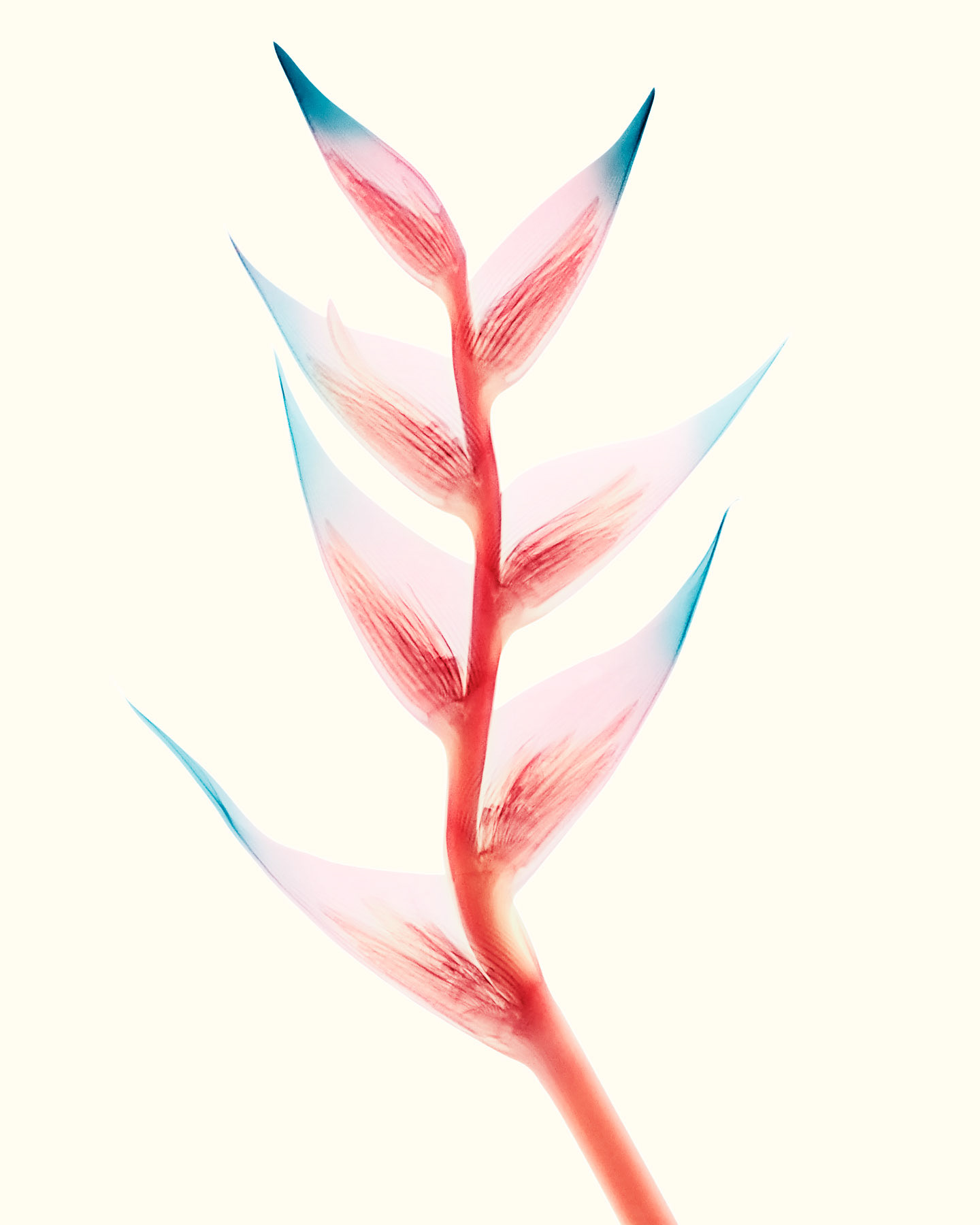 Heliconia