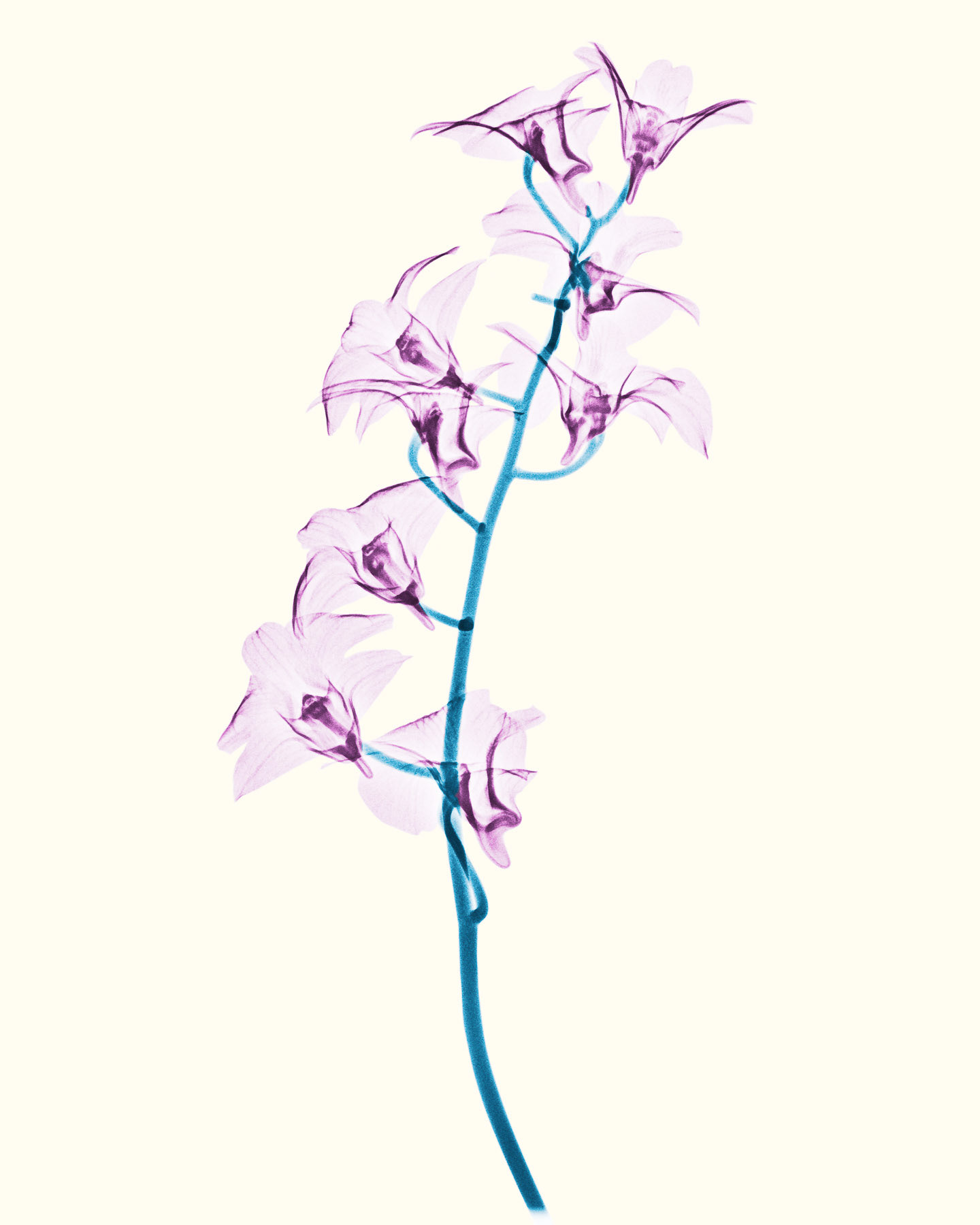 Orchid