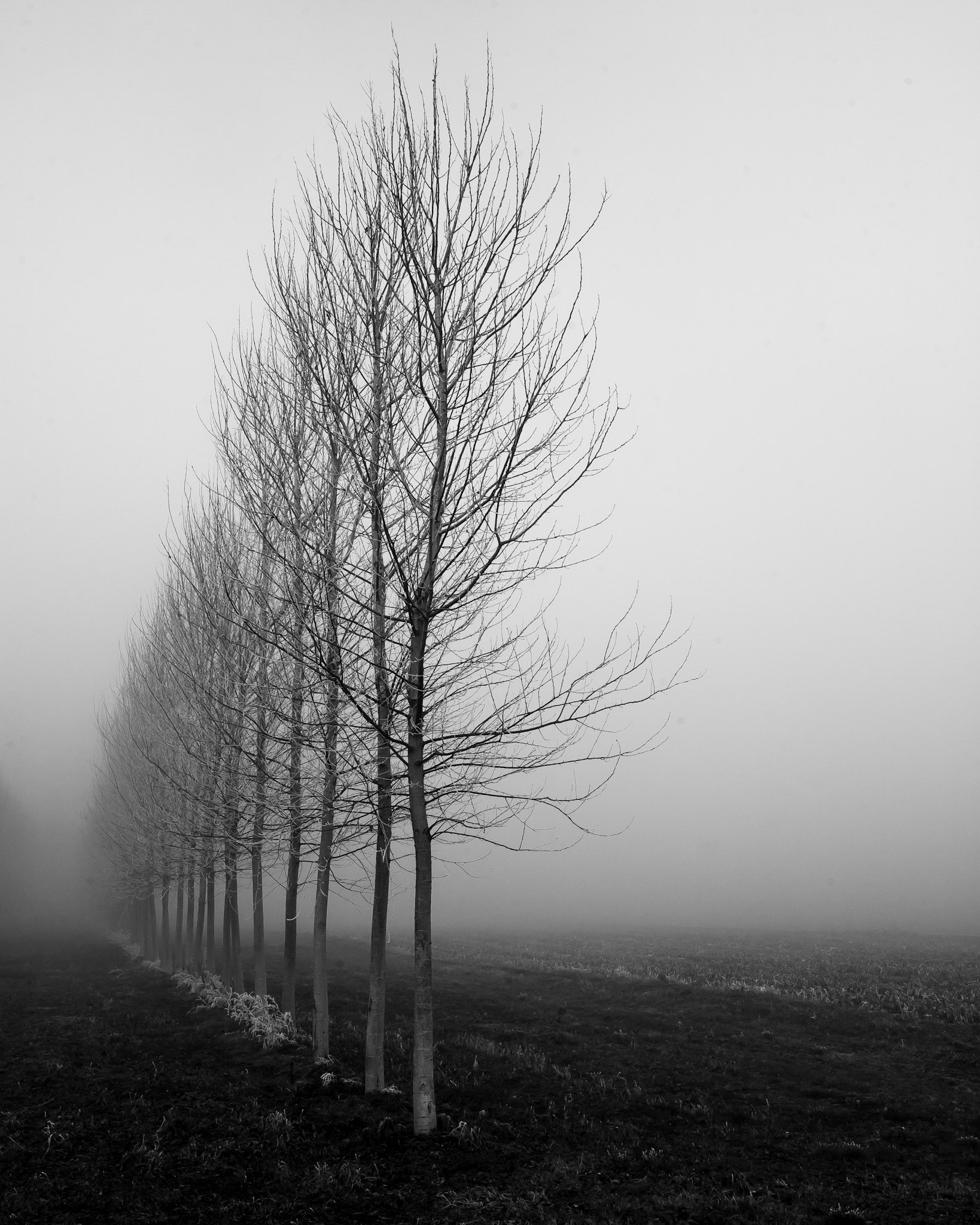 Tree line and Fog