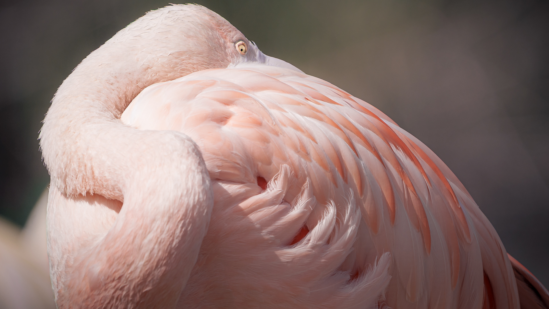 Flamingo peeking