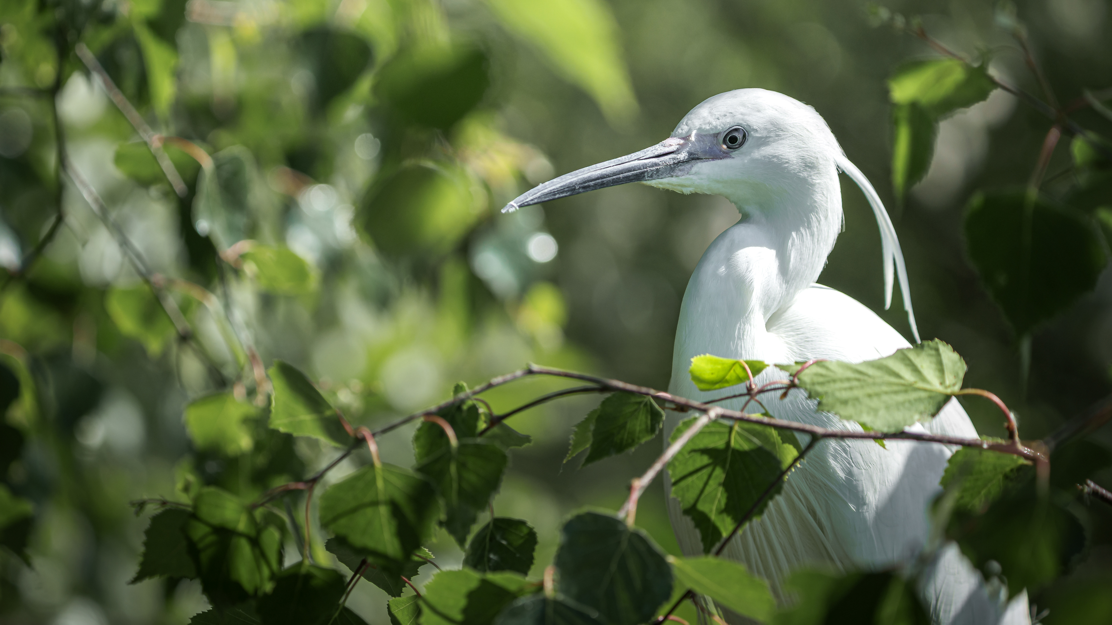 Egret in a tree