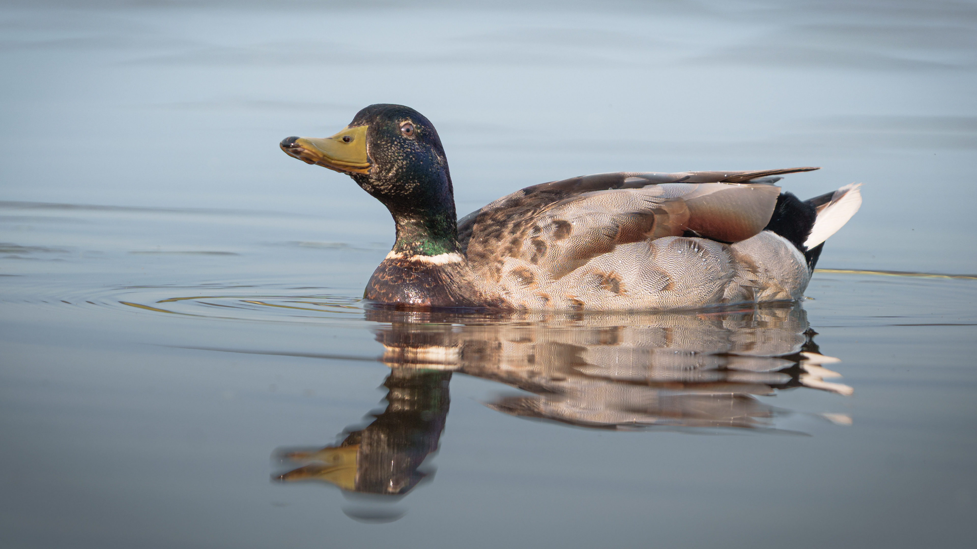 Mallard nod